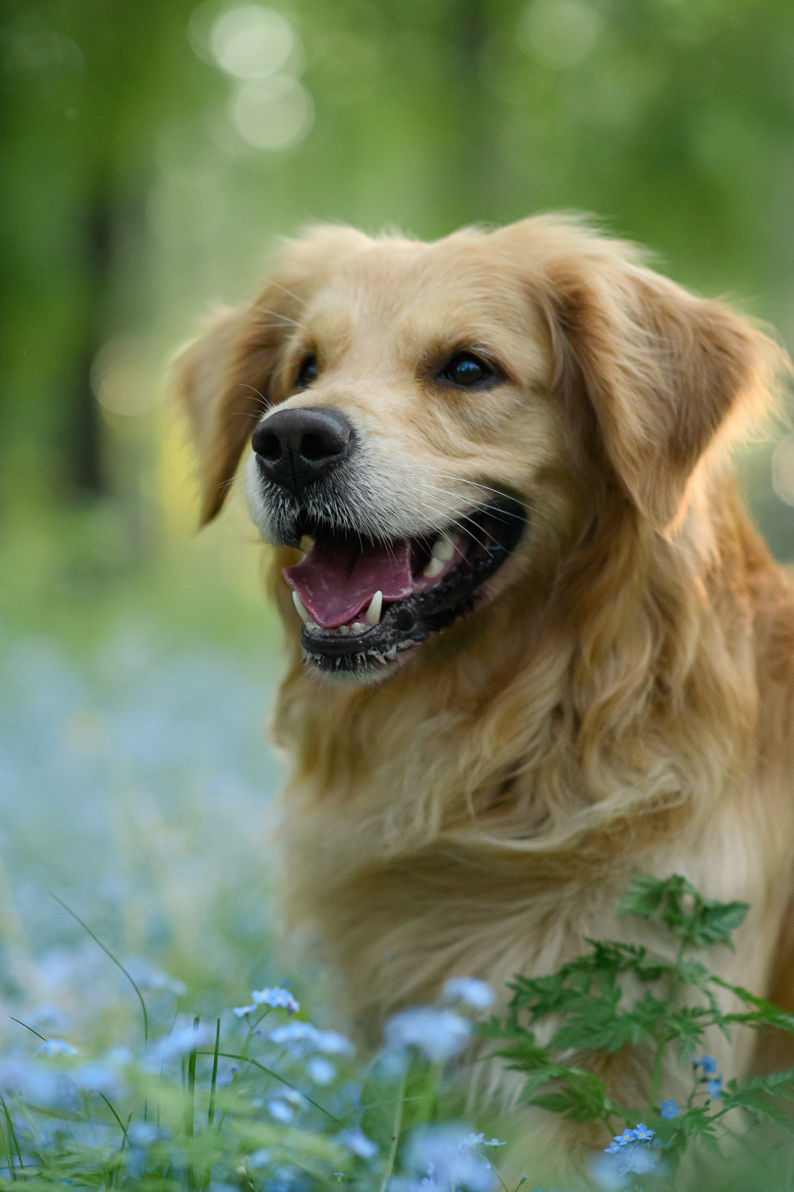 Степа, Йоки и Мята — 29.05.2024. Фотограф — Анималист | Анна Абрамова