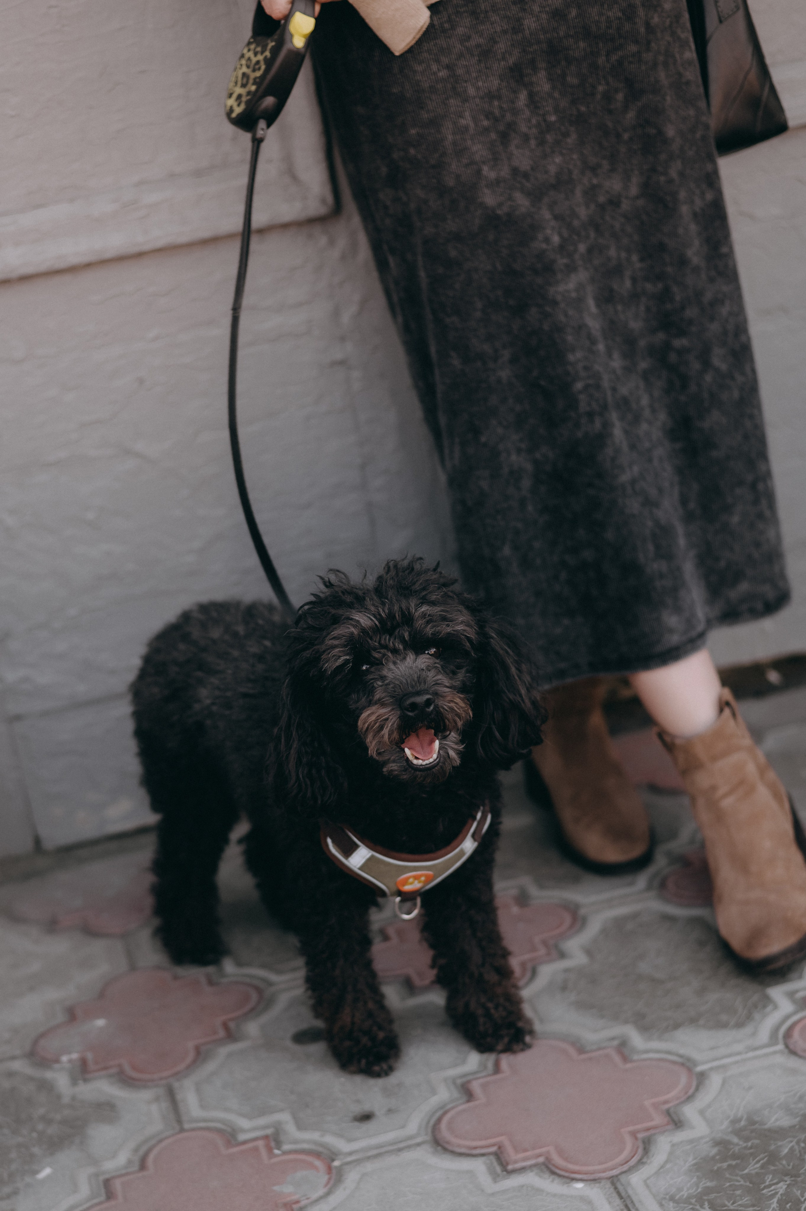 Осенние приключения Чарлика и его хозяек. Фотограф Мария Стрелкова