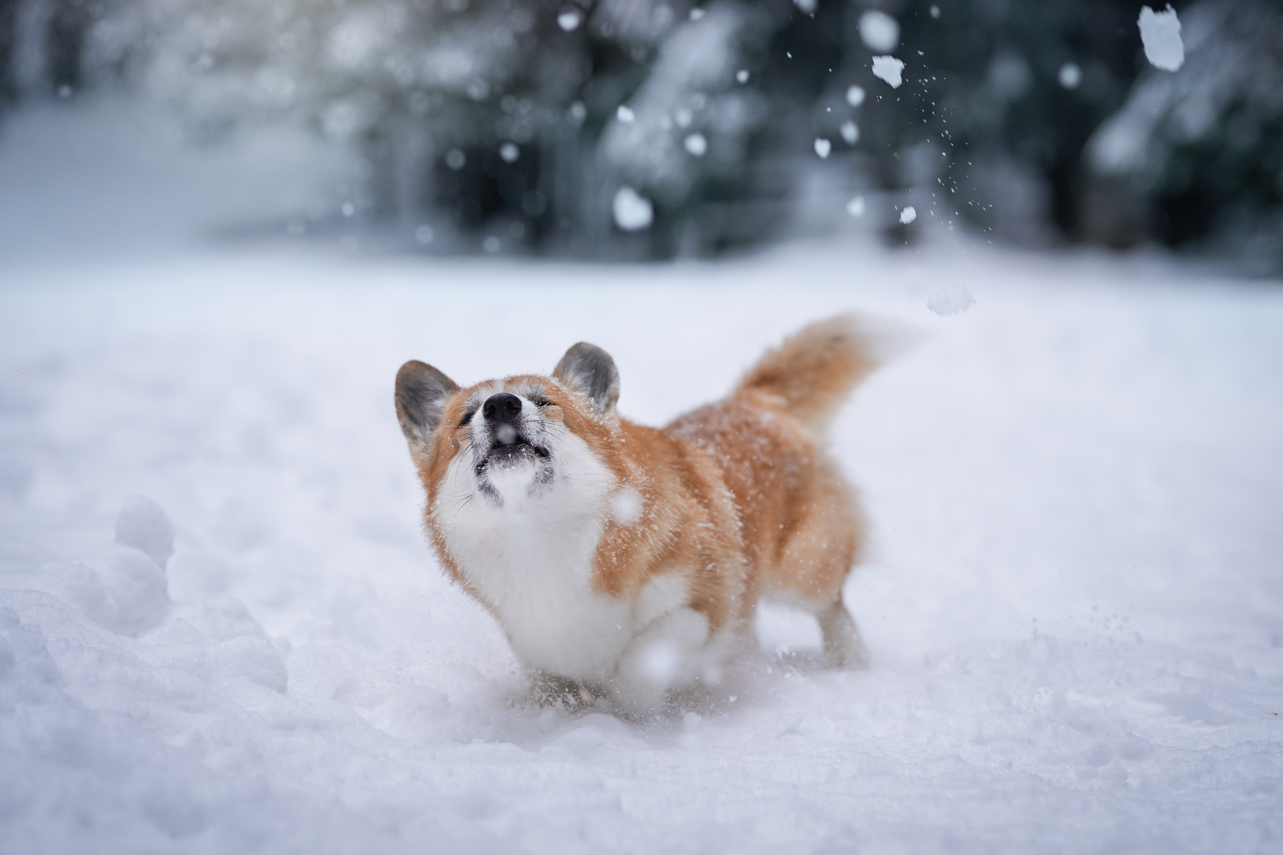 Катя Рокки и Честер. Фотограф-анималист в Санкт-Петербурге Яна Мартынова