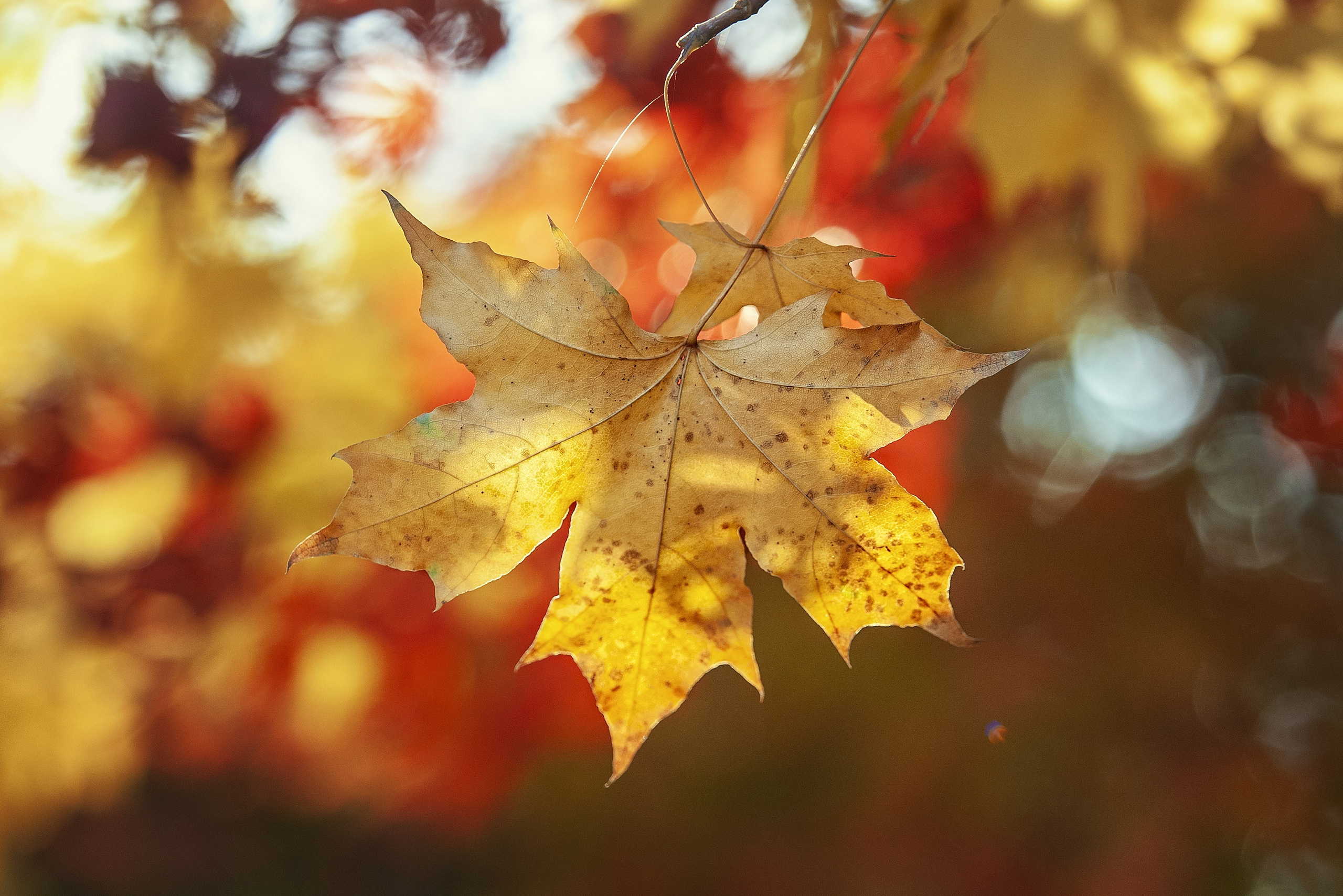 Осень. FotoGraf