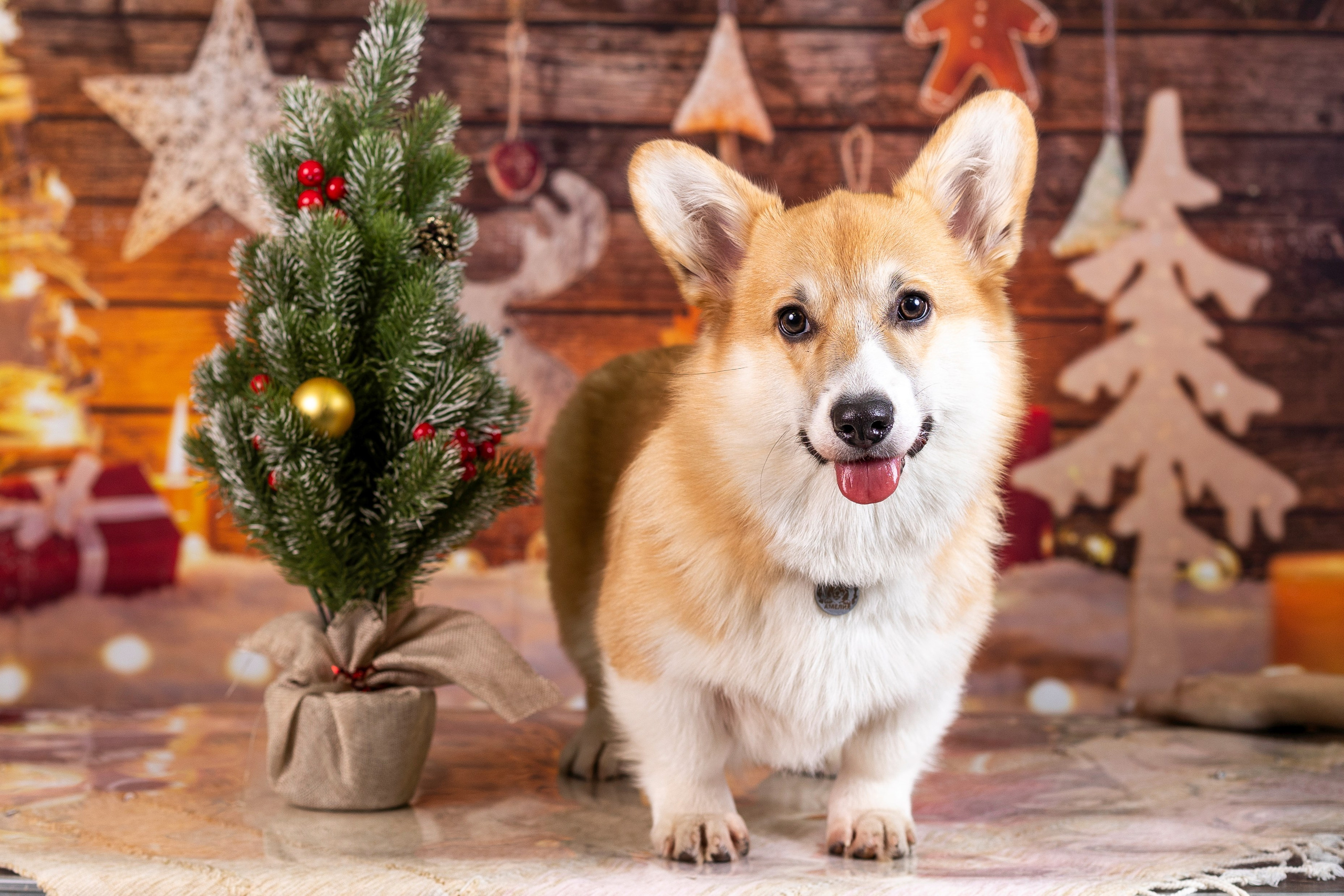 Новогодние. Фотограф 📸 семейный, предметный, репортажный