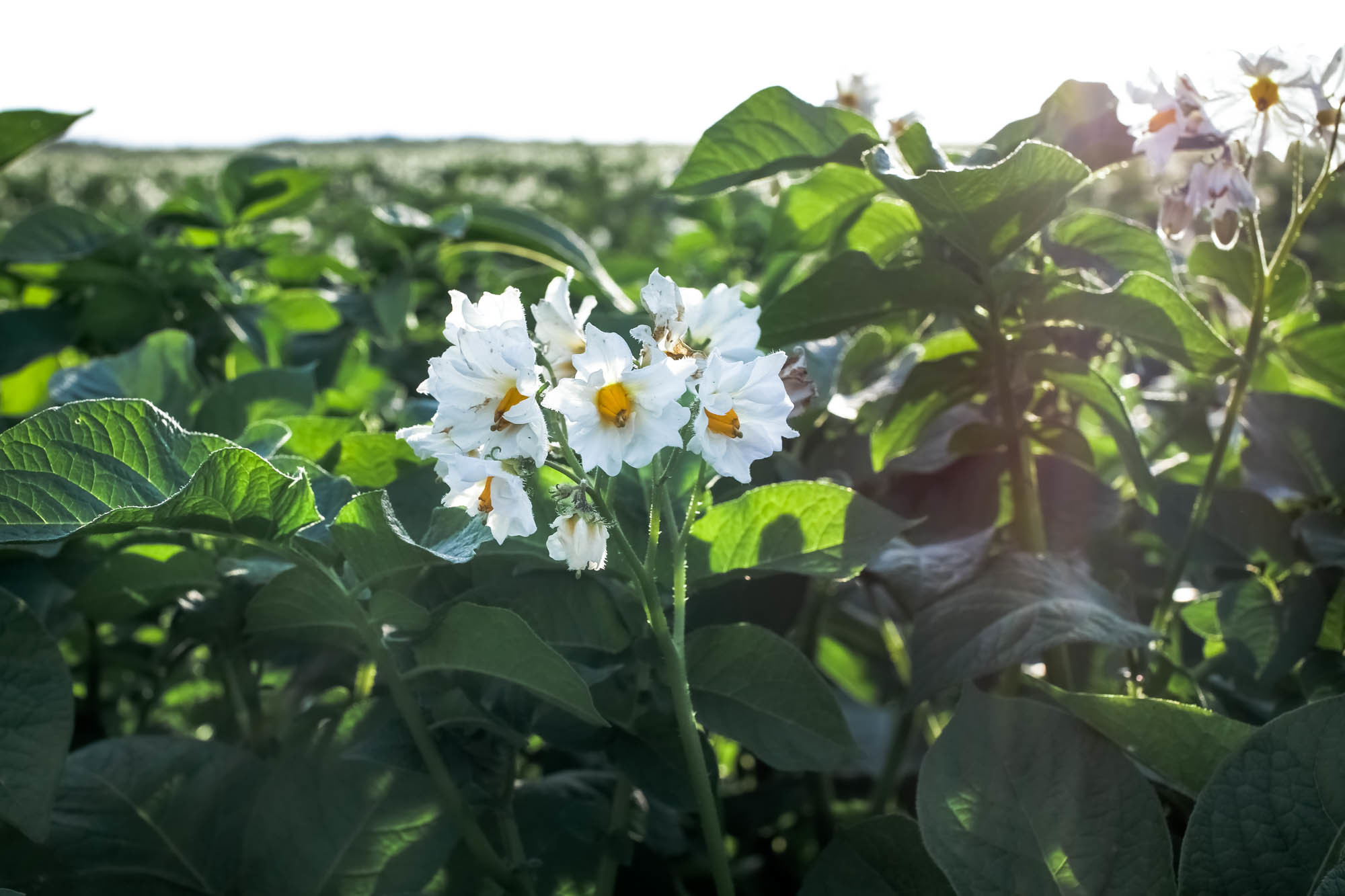 Природа. Фотограф Юля Постнова