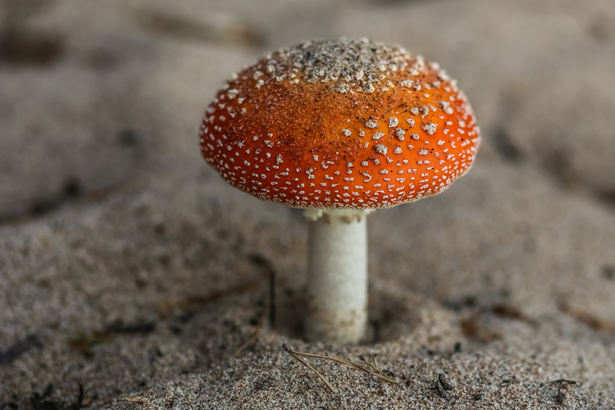 Природа. Фотограф Юля Постнова