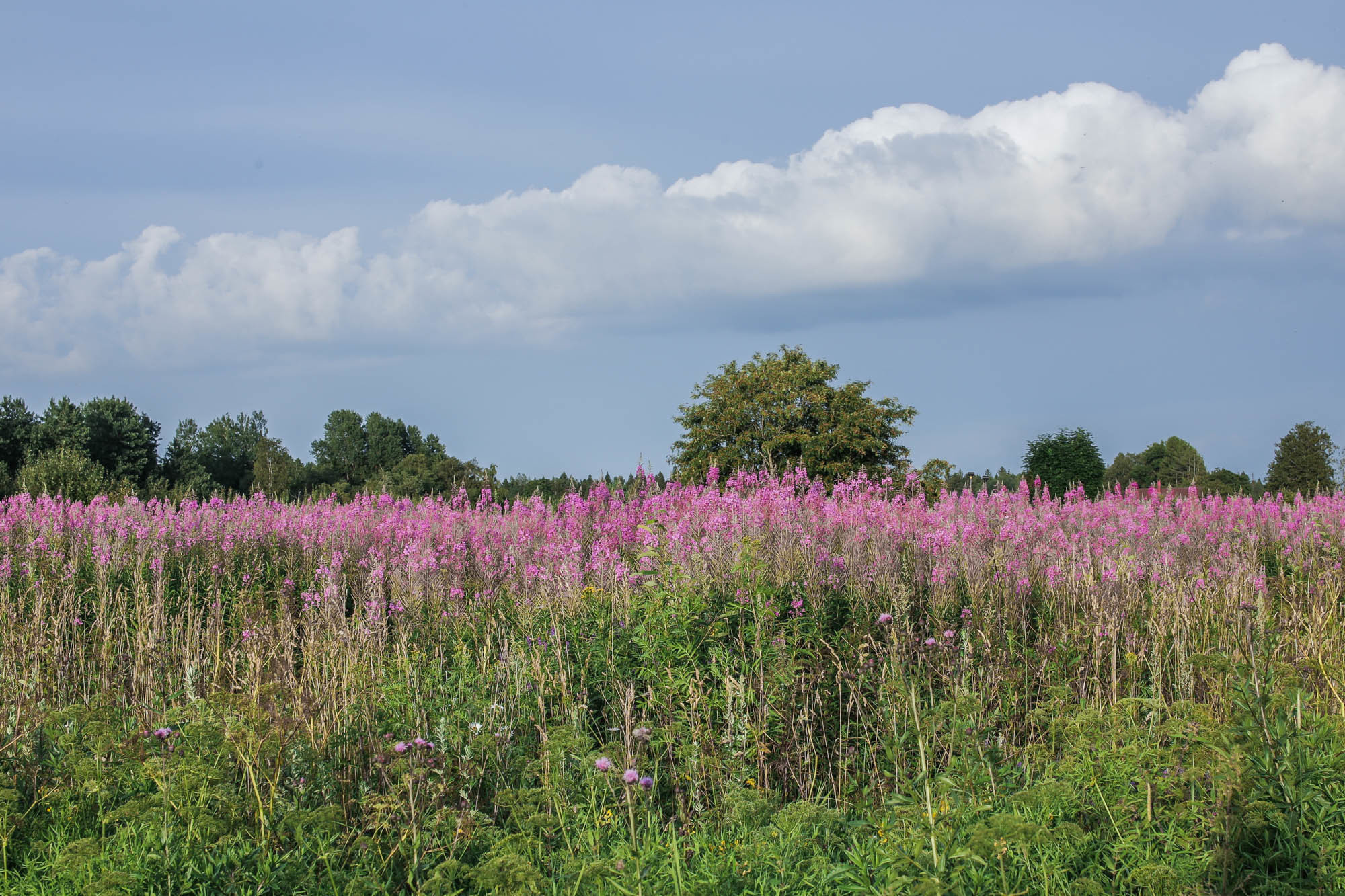 Природа. Фотограф Юля Постнова