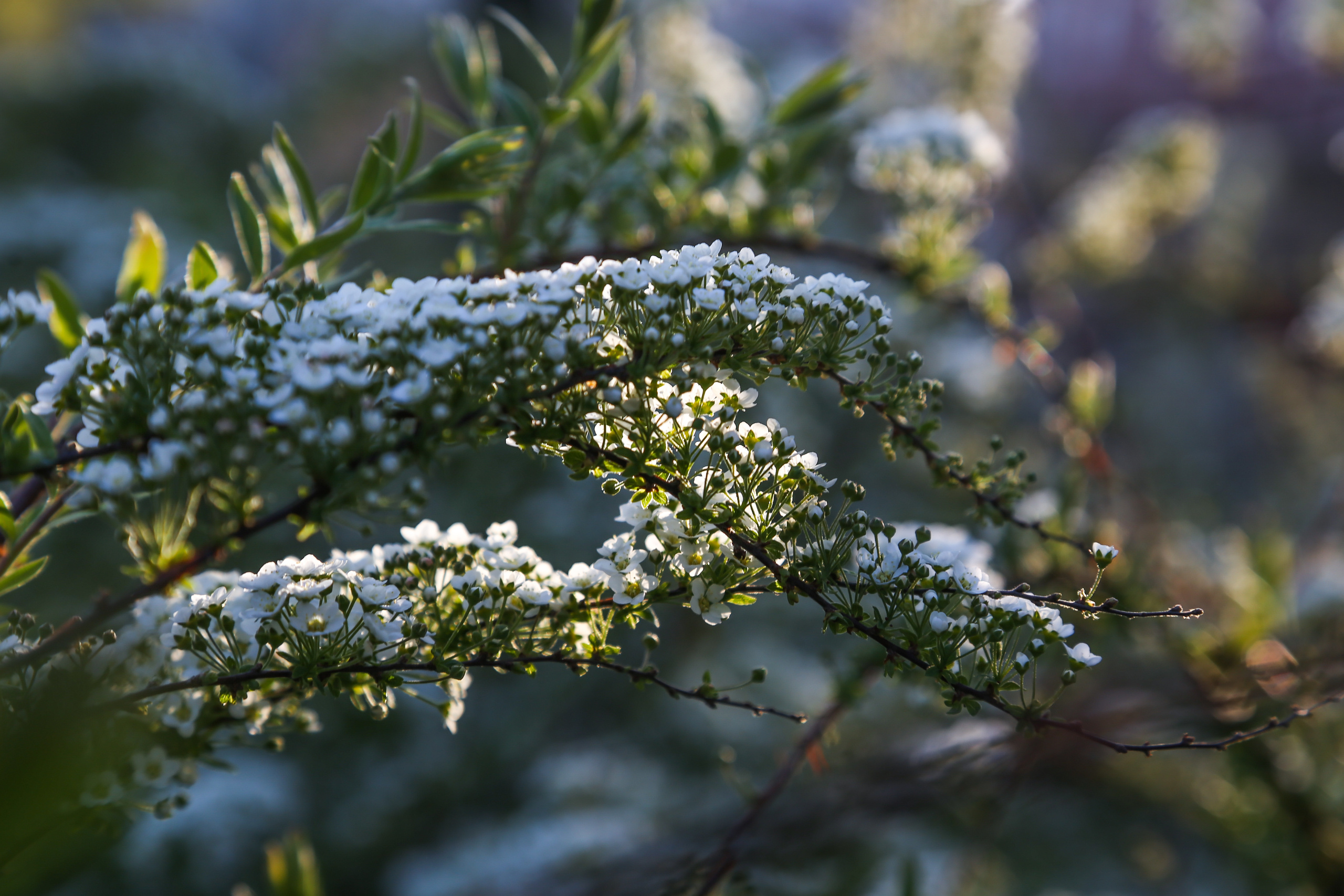 Природа. Фотограф Юля Постнова