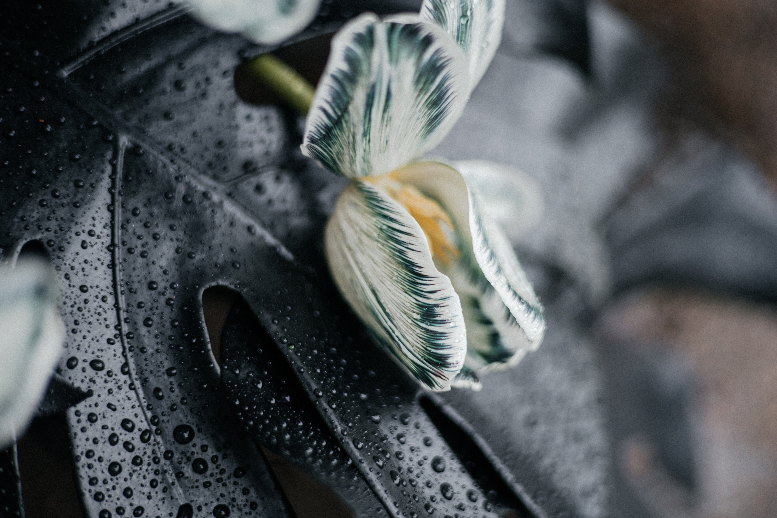 История пятая Черная монстера. Главная