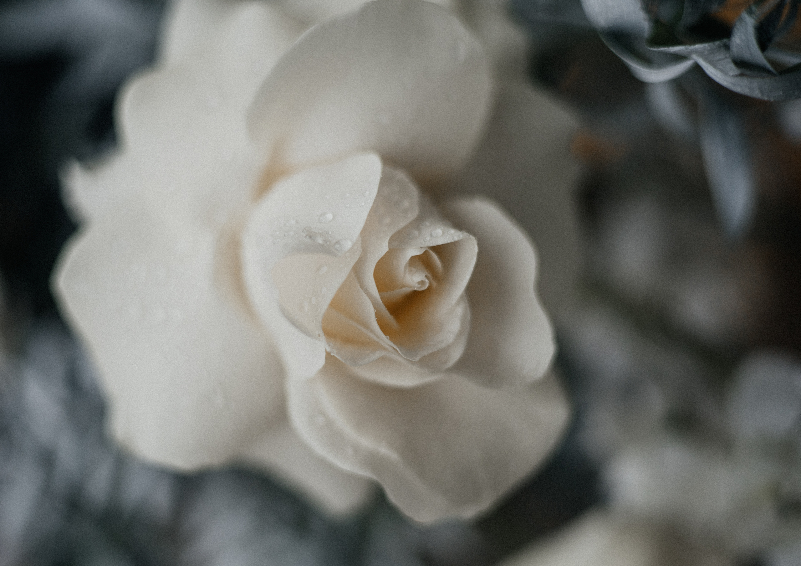 История пятая Черная монстера. Главная