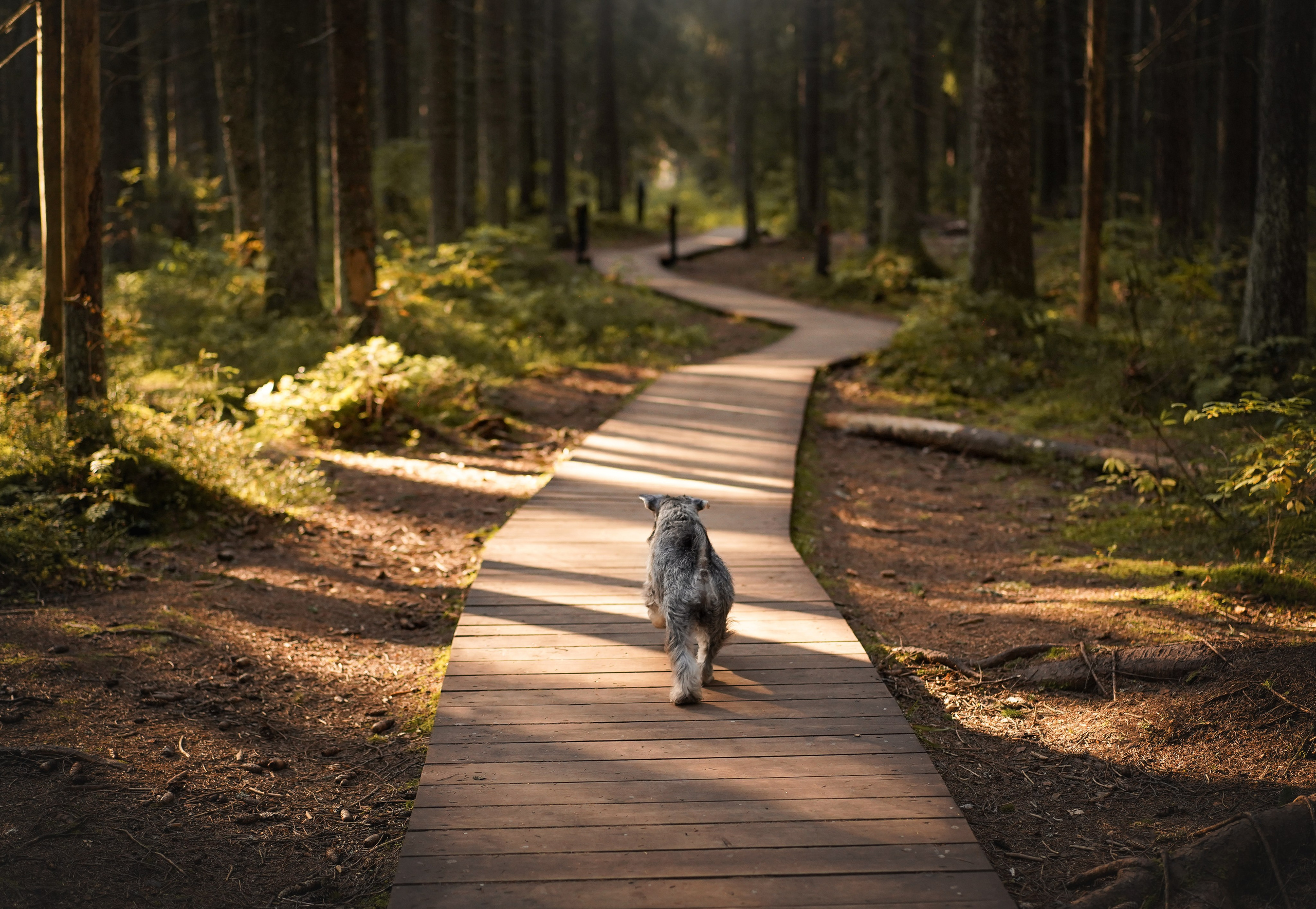 Даша Никита и Бенчи. Фотограф-анималист в Санкт-Петербурге Яна Мартынова