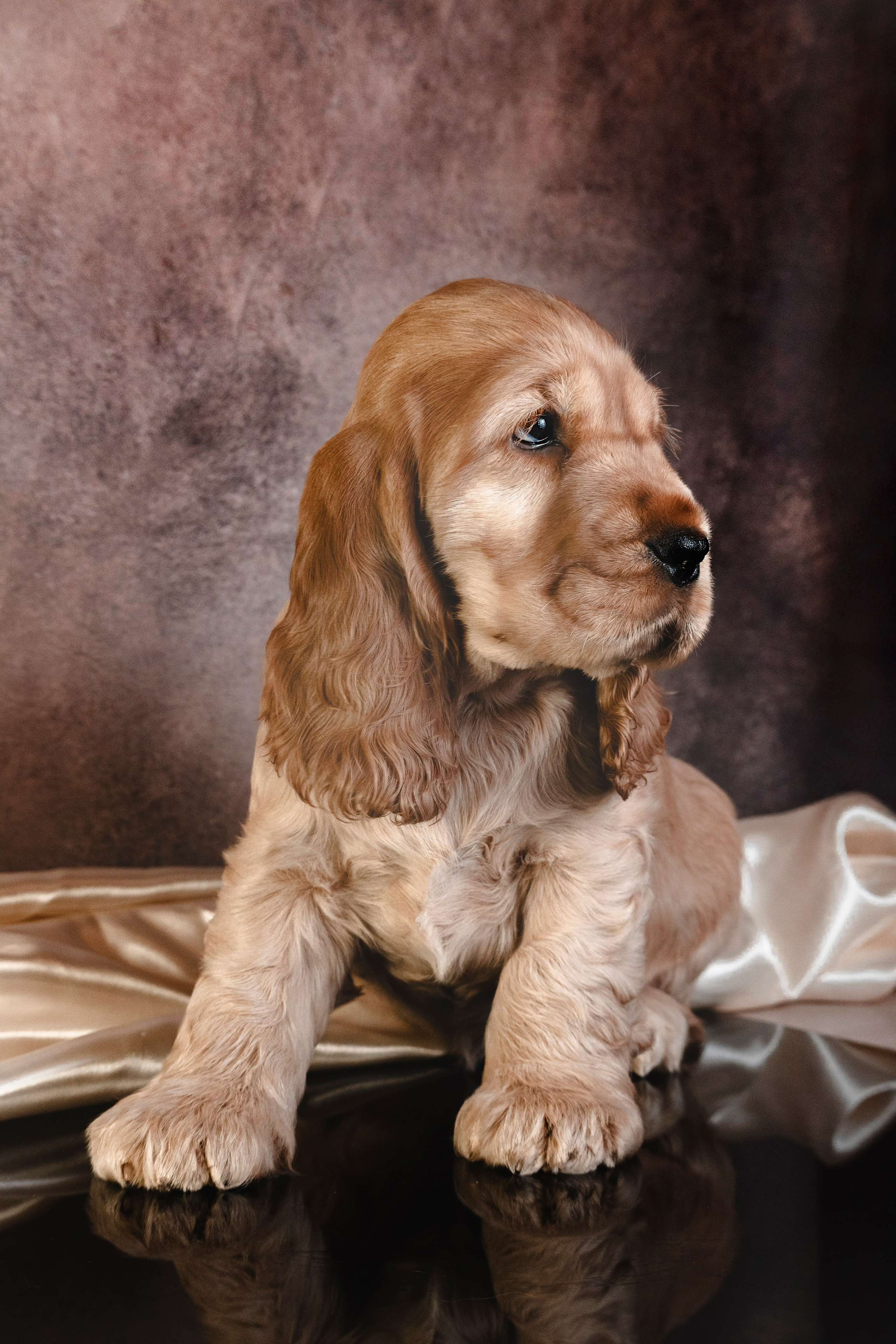 Щенки спаниеля. Фотограф анималист в Санкт-Петербурге Таша Крейв