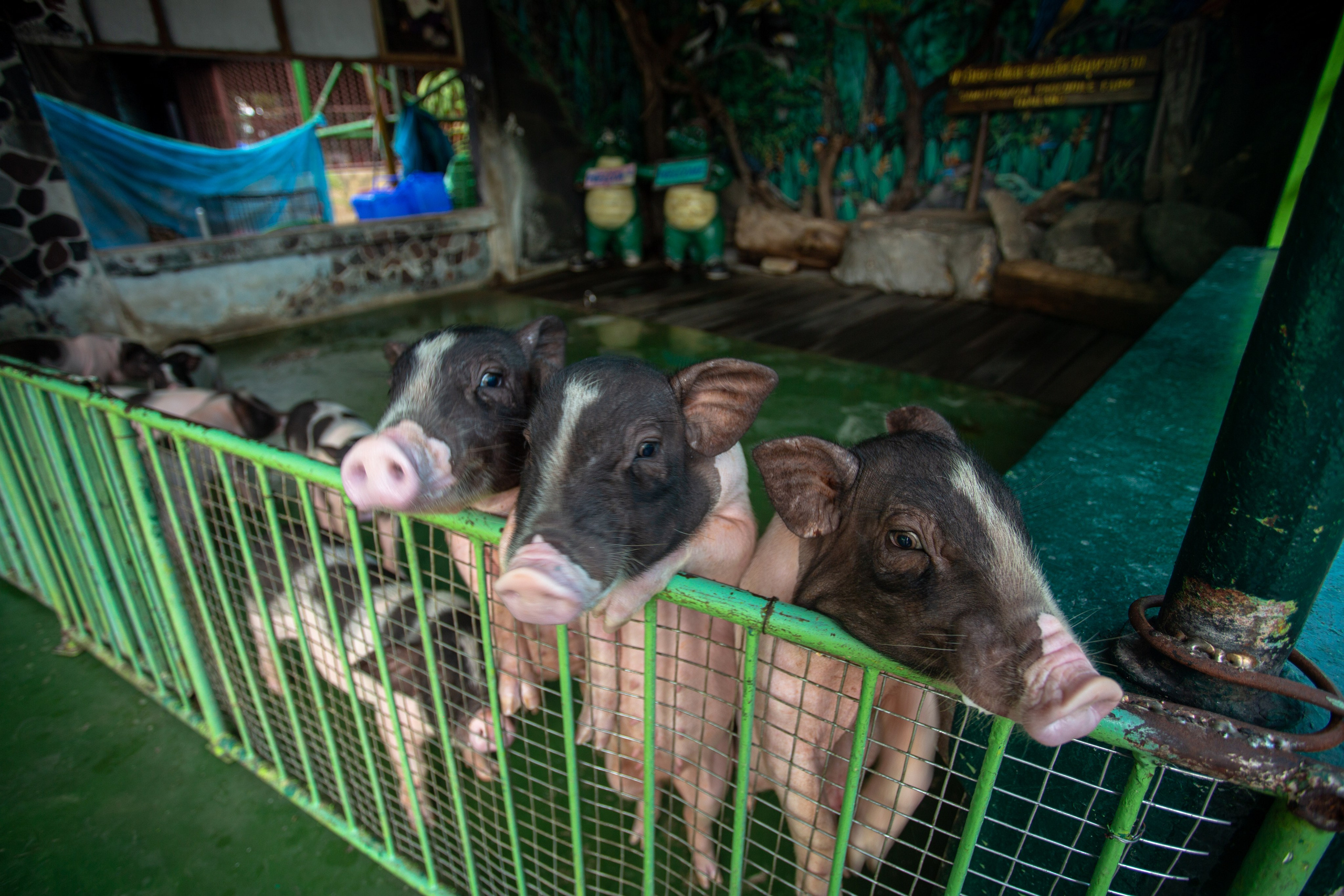 Samut Prakan Crocodile Farm & Zoo. Photographer Sonkina Tatiana (Tanya Ash)