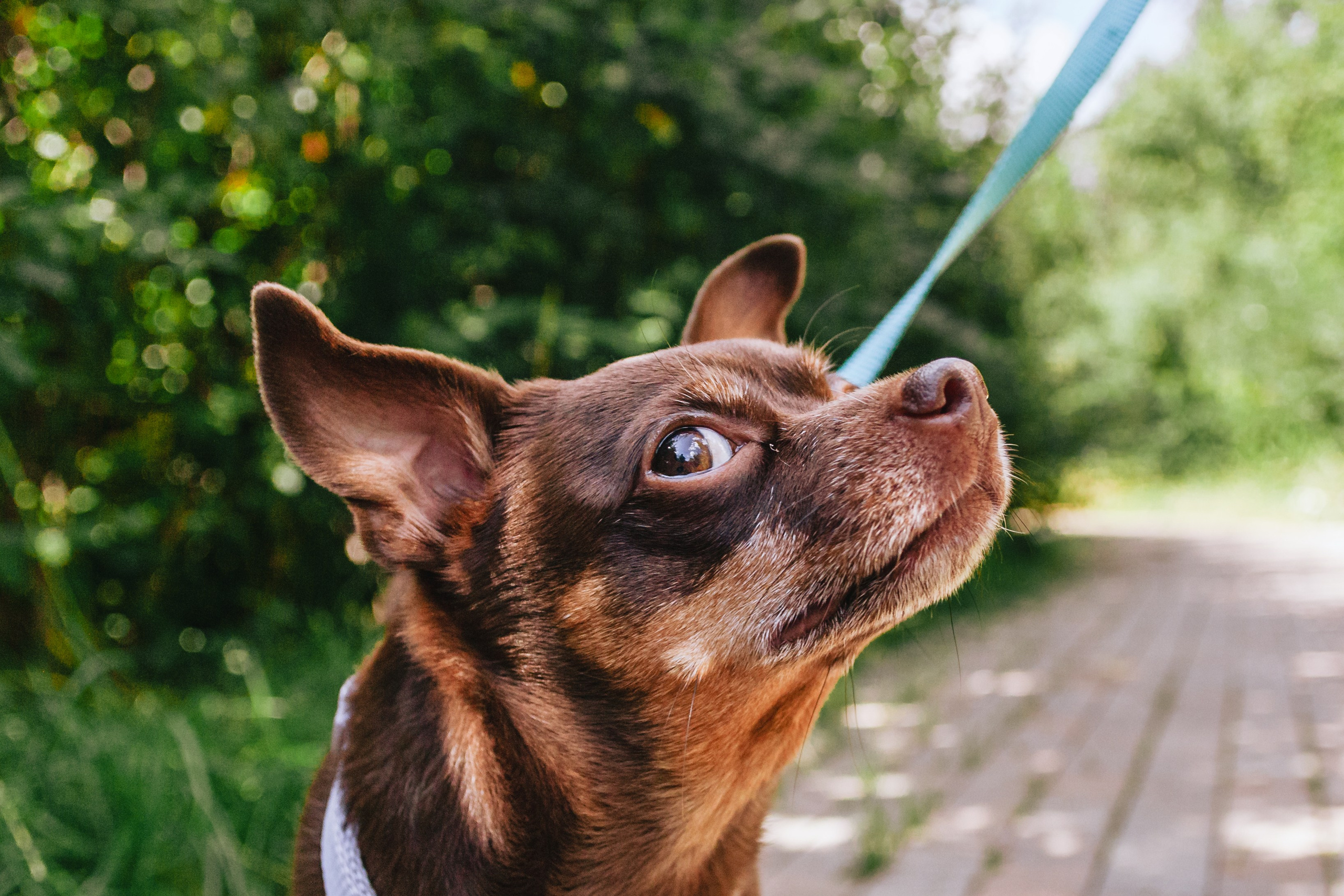Восточный мост. Фотограф-анималист Татьяна Степанова