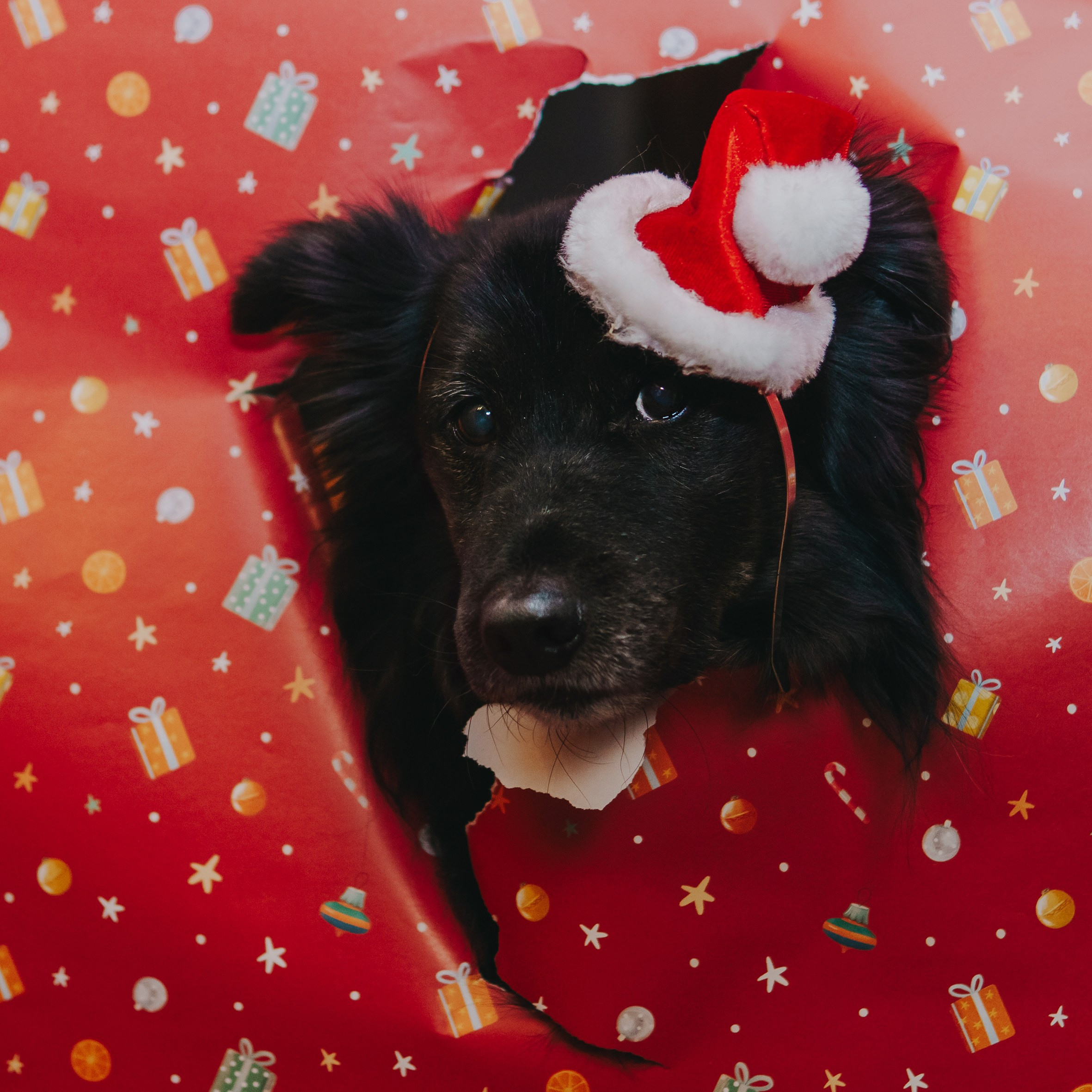 Life with dog. Saamill