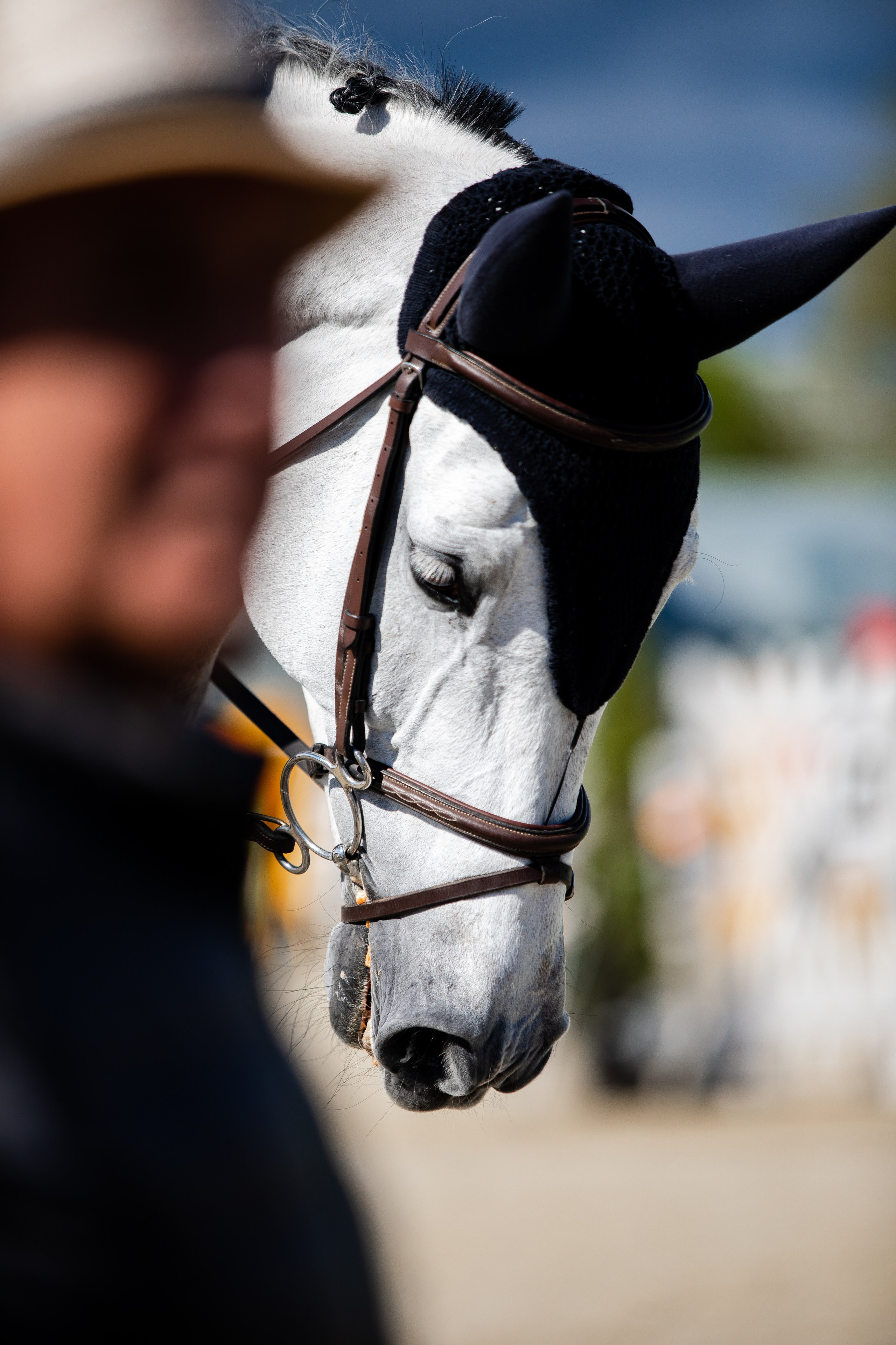 Турниры. Veronika Makeeva horse photo