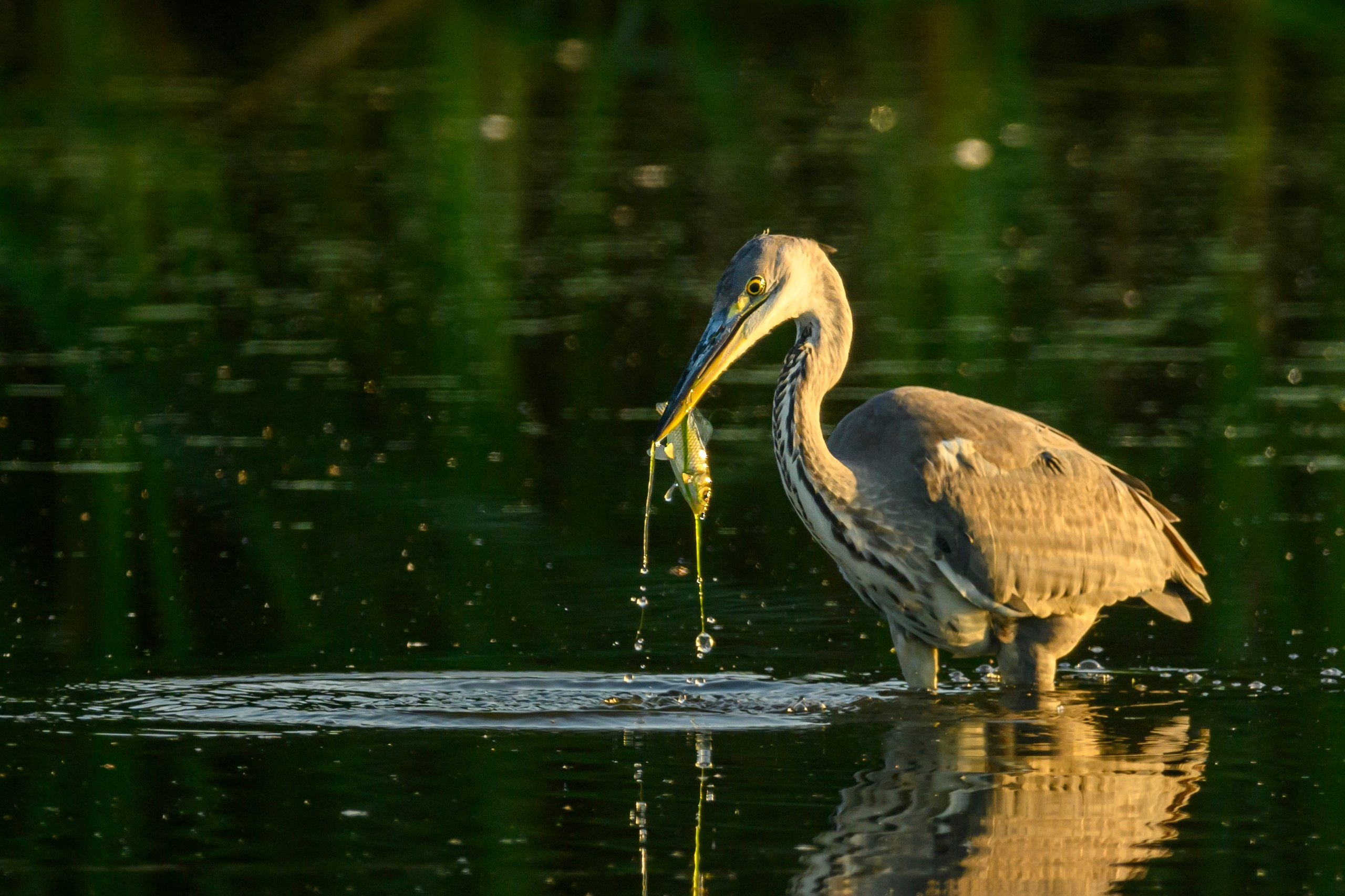Цапли. Wildlife photography by Sergey Puponin