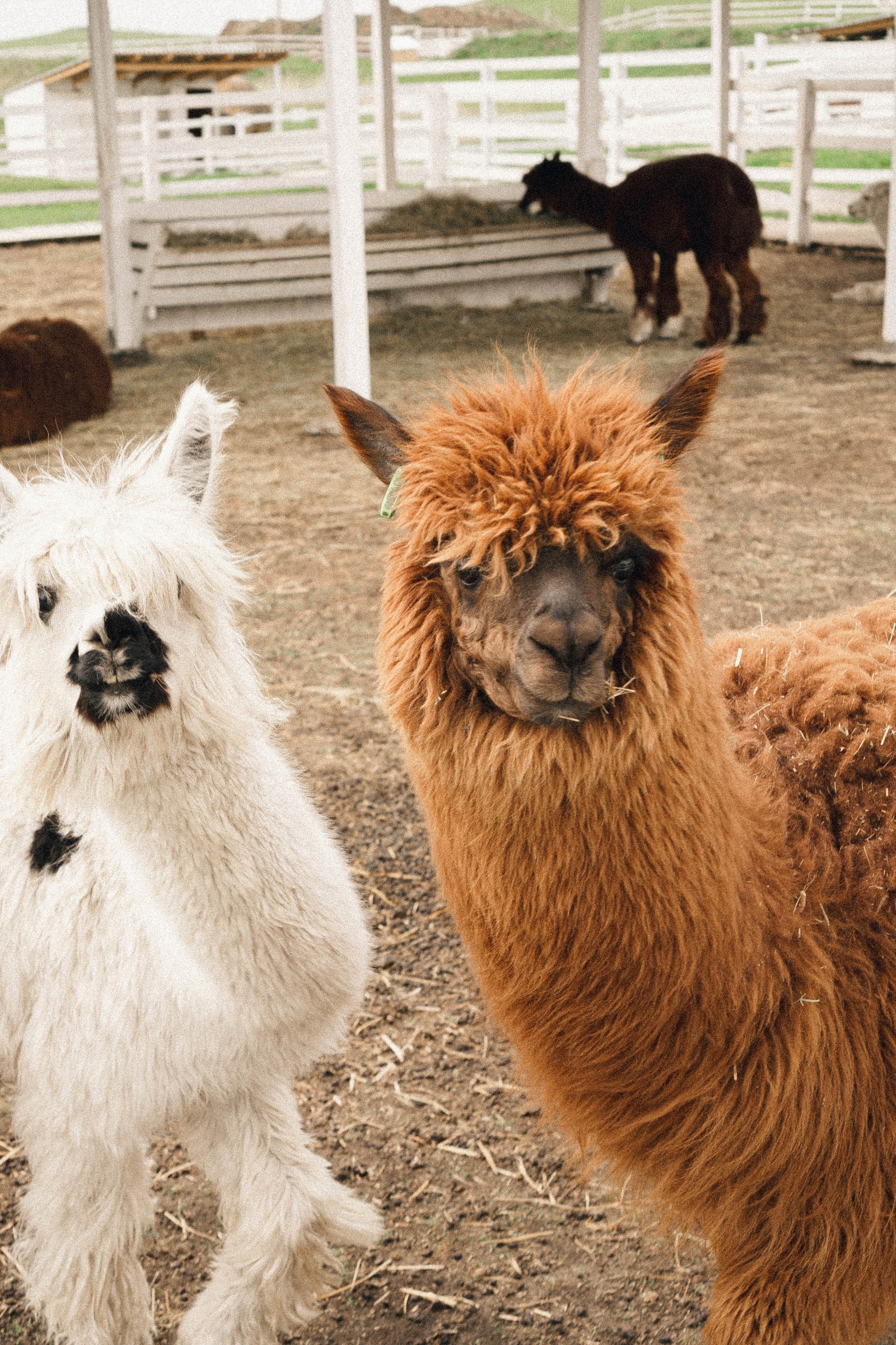 Ферма Альпак. Профессиональный фотограф, Санкт-Петербург — Виктория Богомолова
