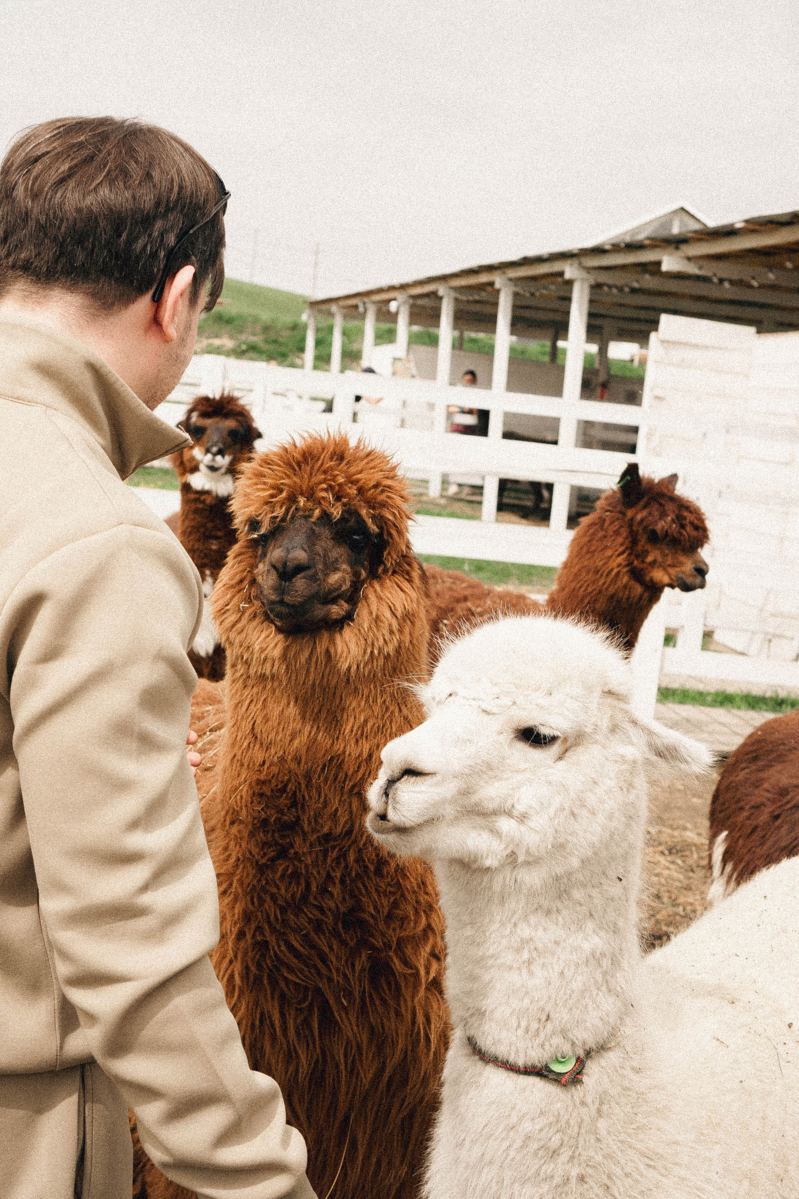 Ферма Альпак. Профессиональный фотограф, Санкт-Петербург — Виктория Богомолова