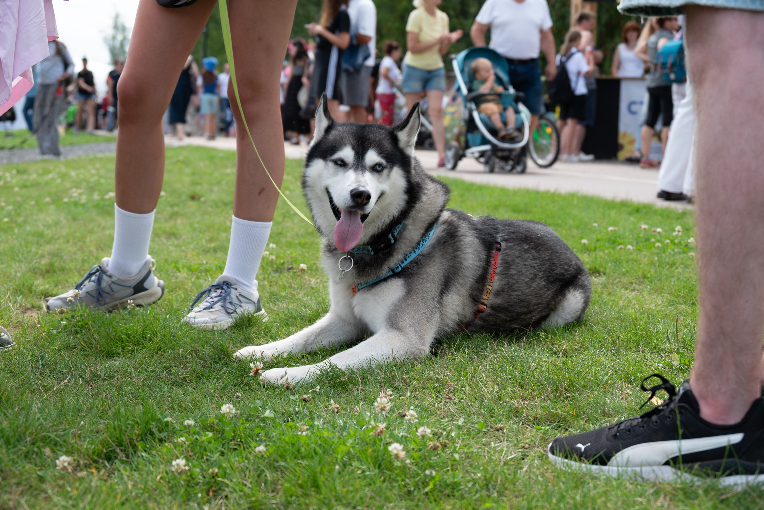 Pets Fest. Юлия Чайко, фотограф в Минске