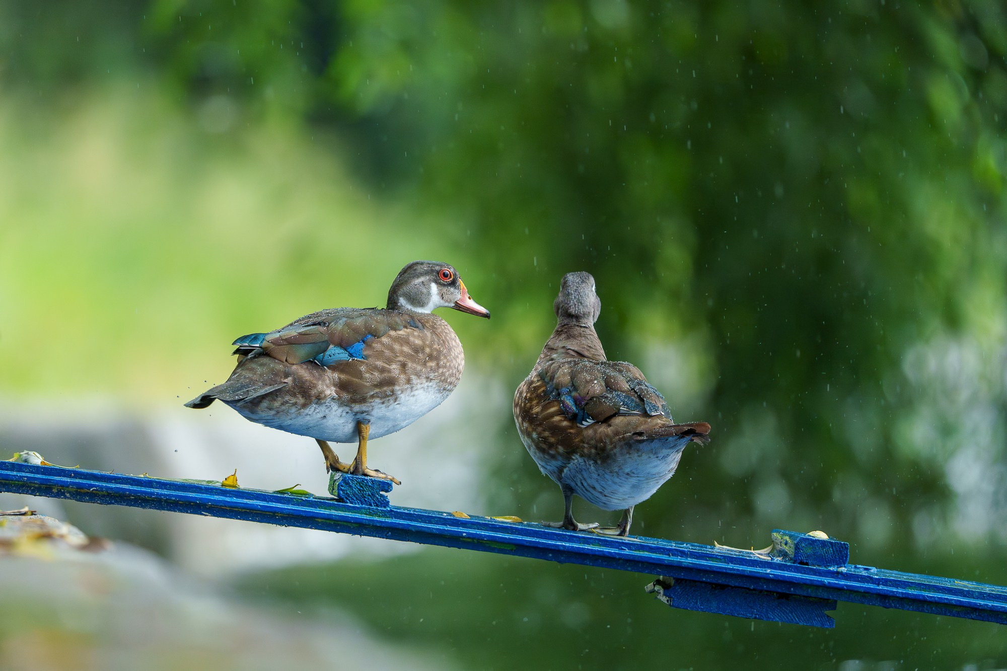 Удивительные мир птиц. Вокруг нас столько прекрасного — присмотритесь!. Ваш личный фотограф Марина Волкова