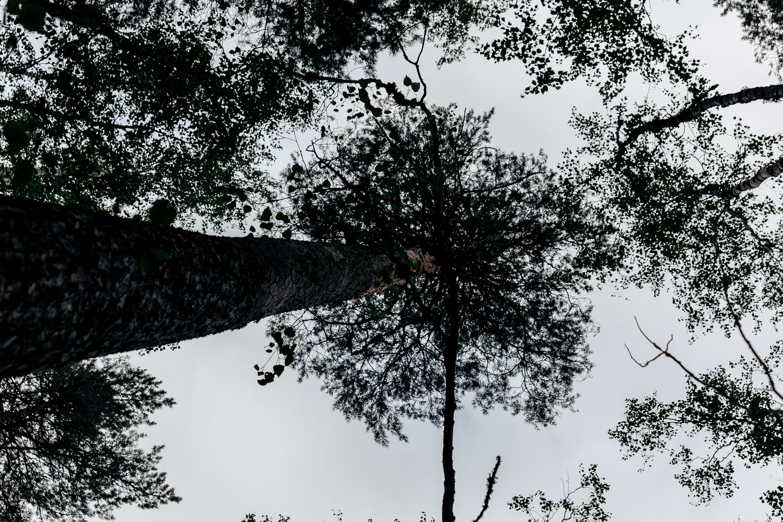 Фотосессия в лесу. Профессиональный фотограф в Санкт-Петербурге Александр Волосенцев