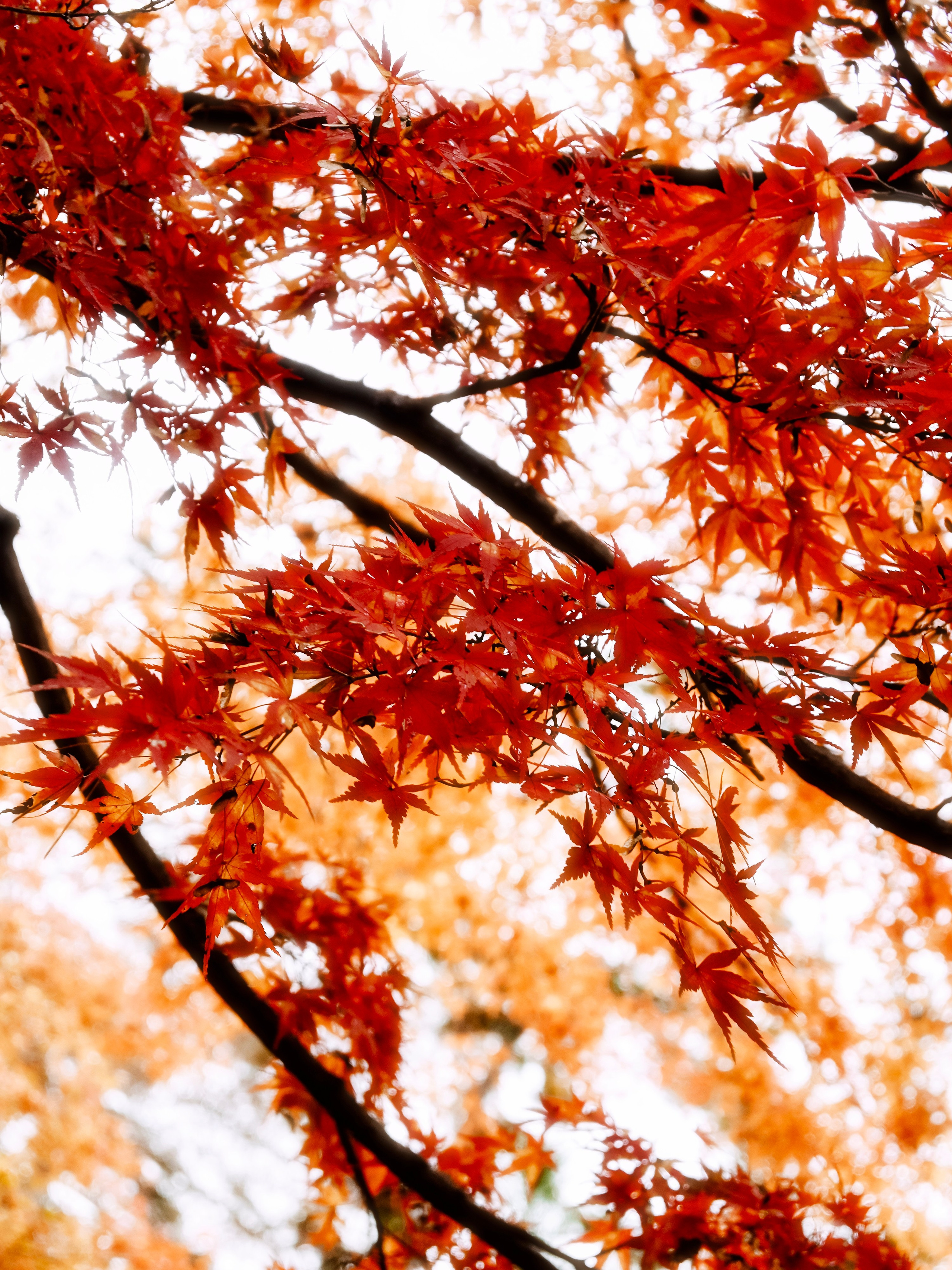 Japan village street. Iraogo