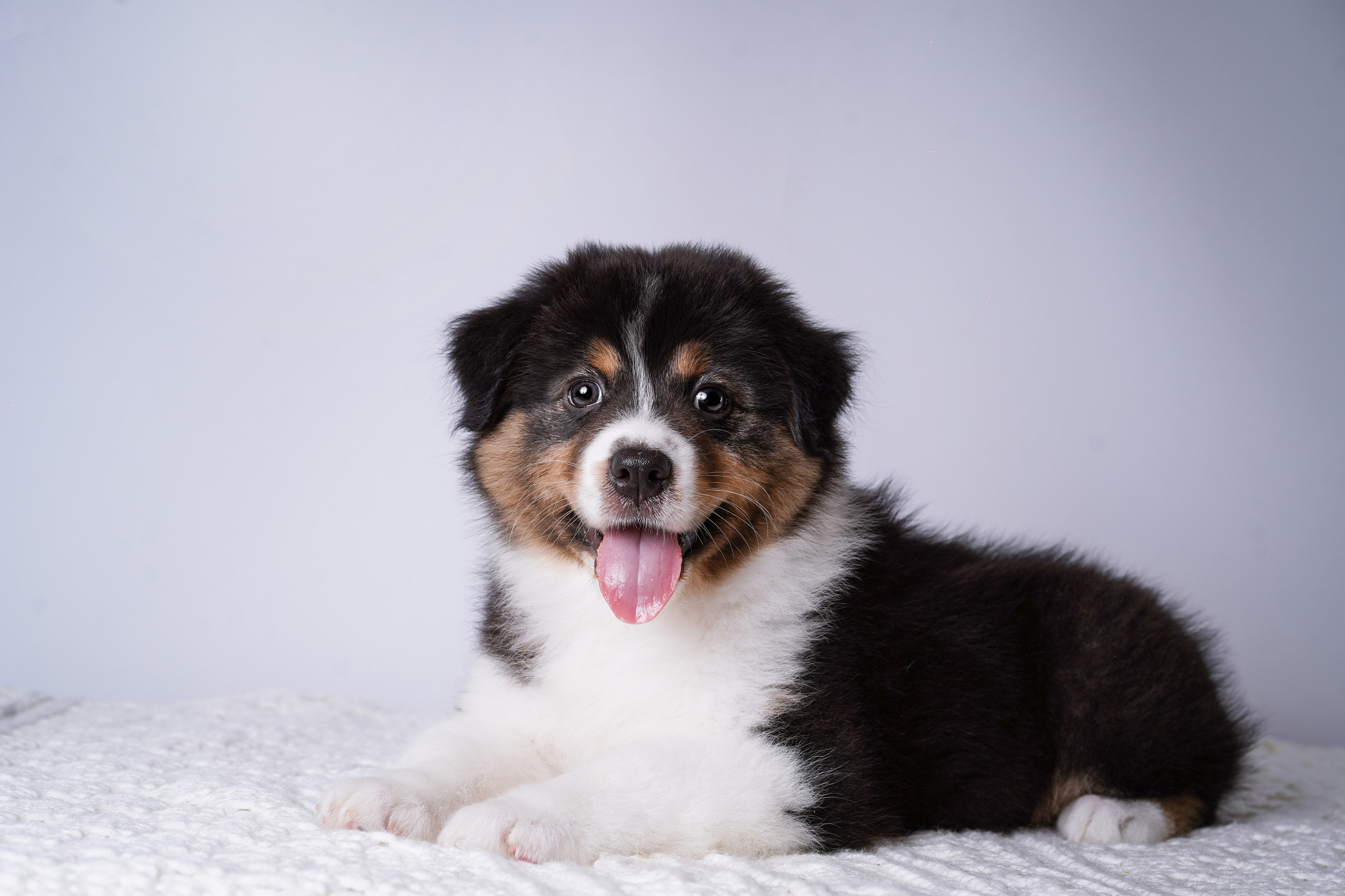 Щенки аусси. Фотограф-анималист в Санкт-Петербурге Яна Мартынова