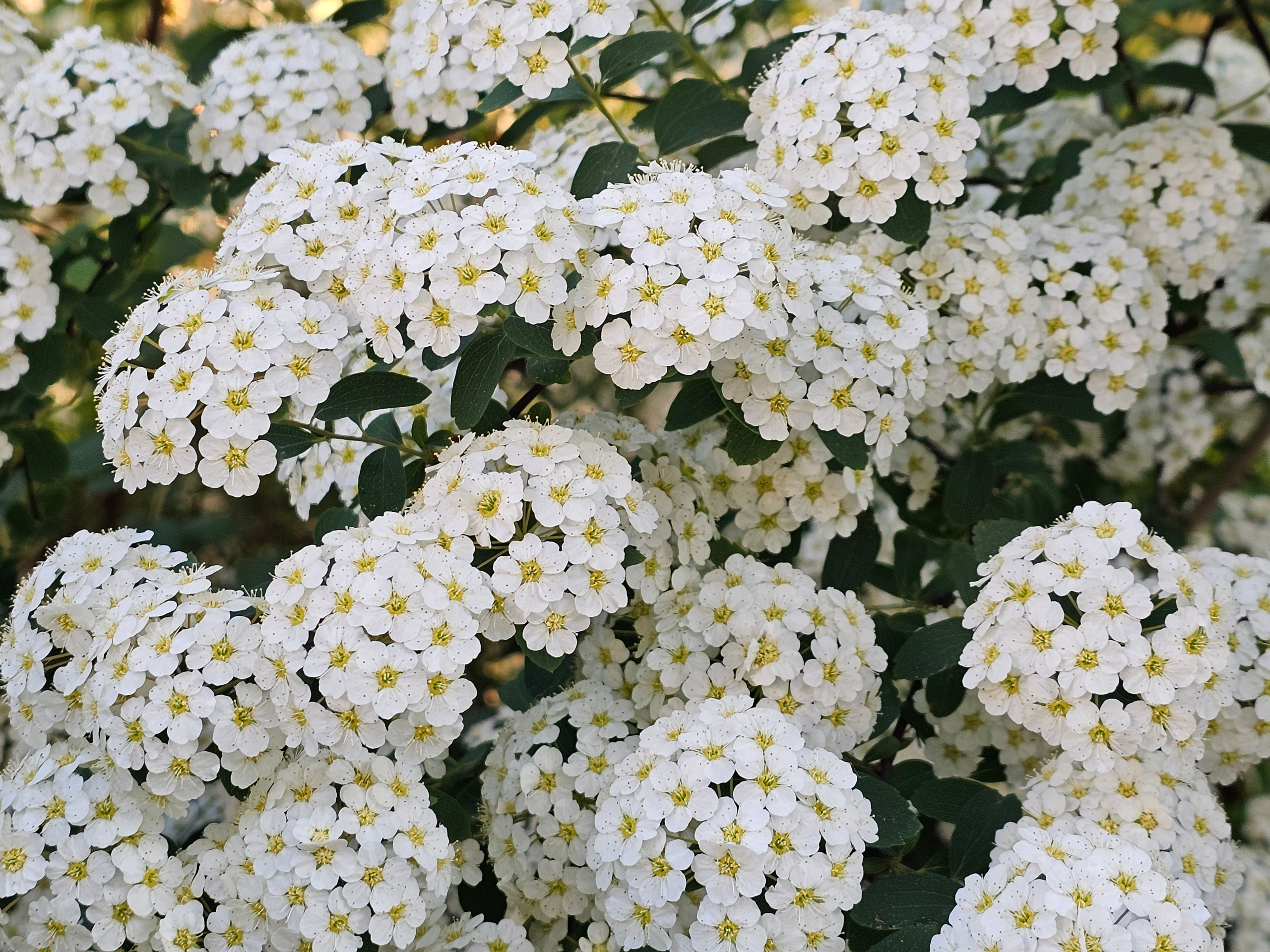 Цветущая спирея крупным планом