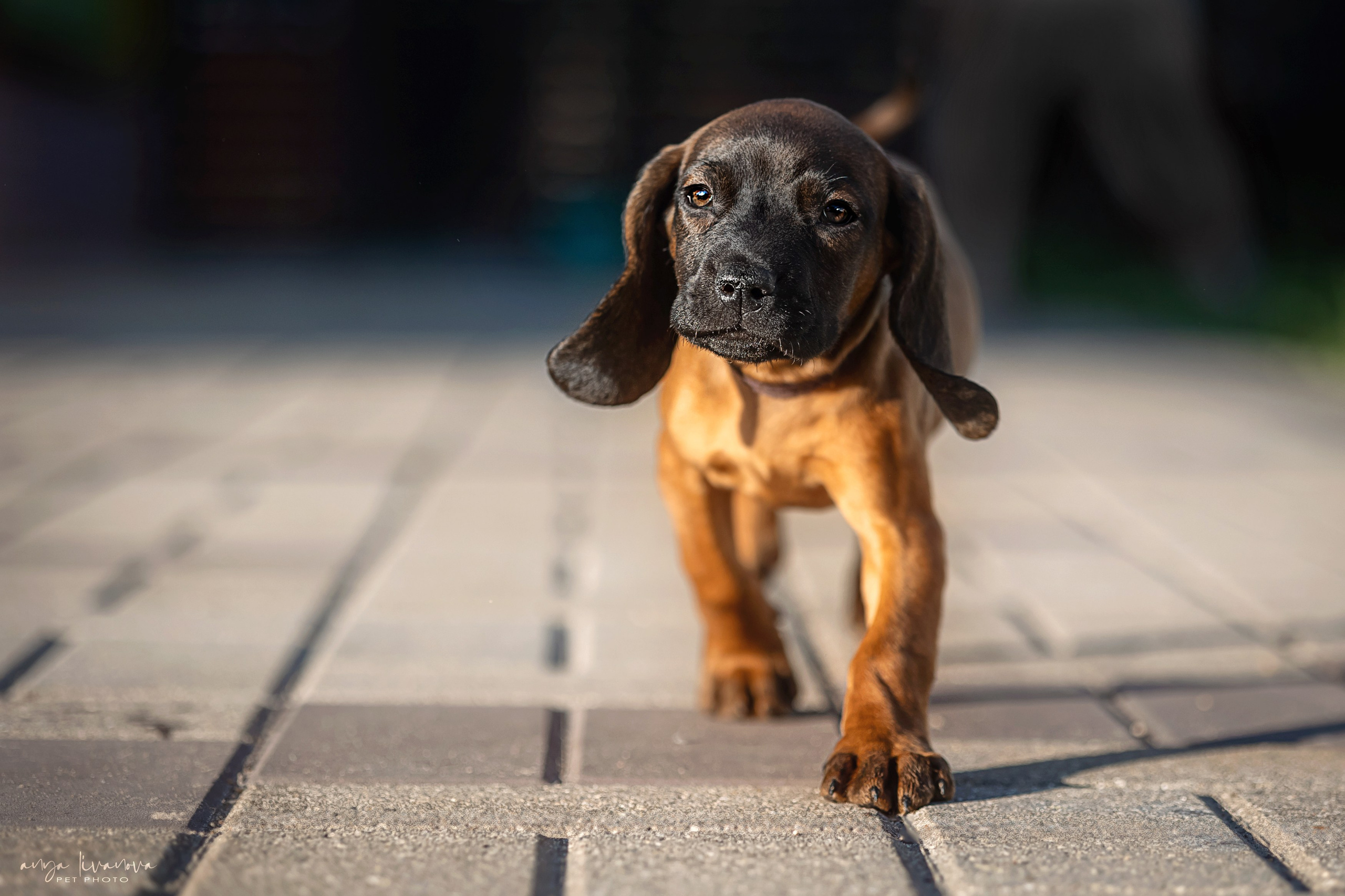 Баварцы. Фотограф анималист Аня Ливанова | Рыбинск
