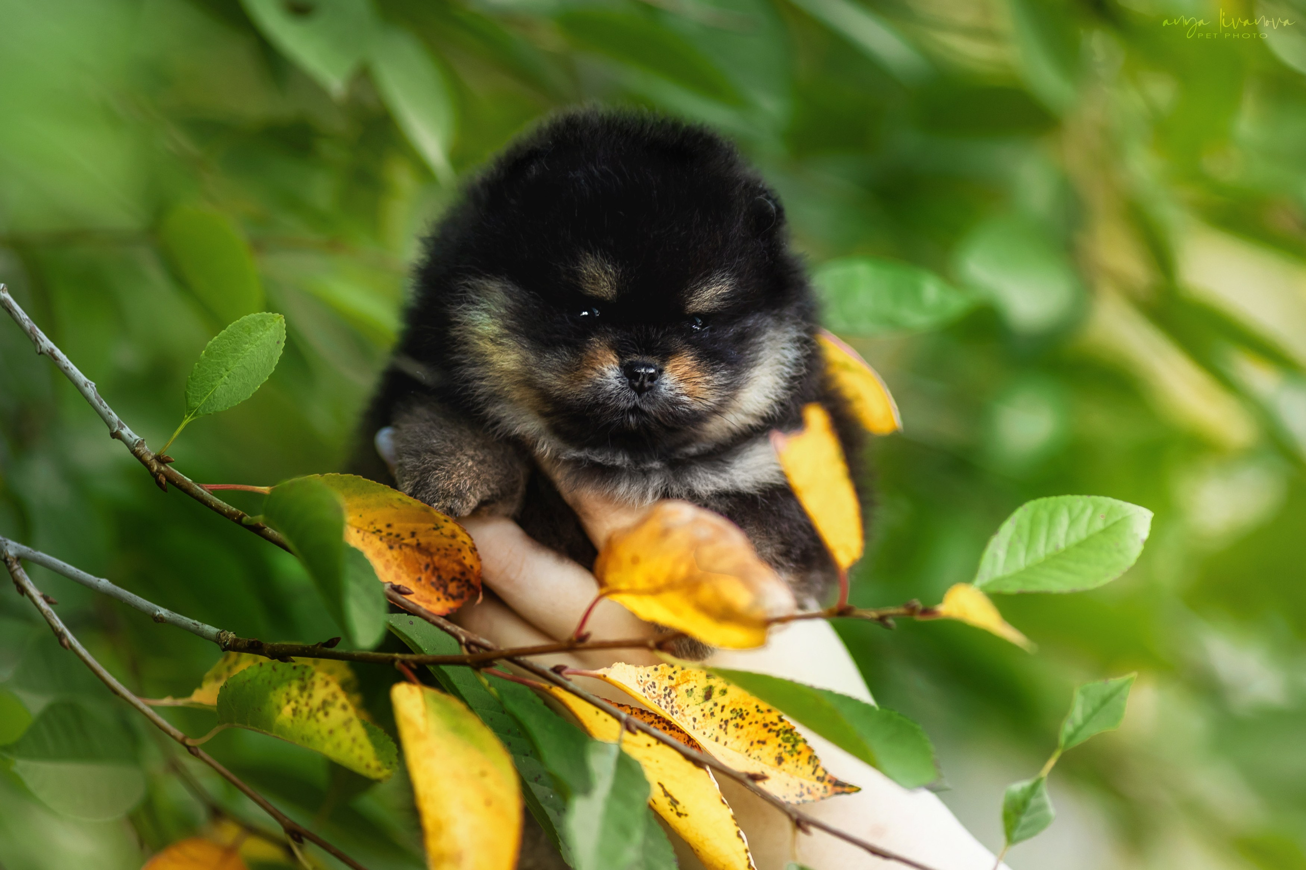 Шпицы. Фотограф анималист Аня Ливанова | Рыбинск