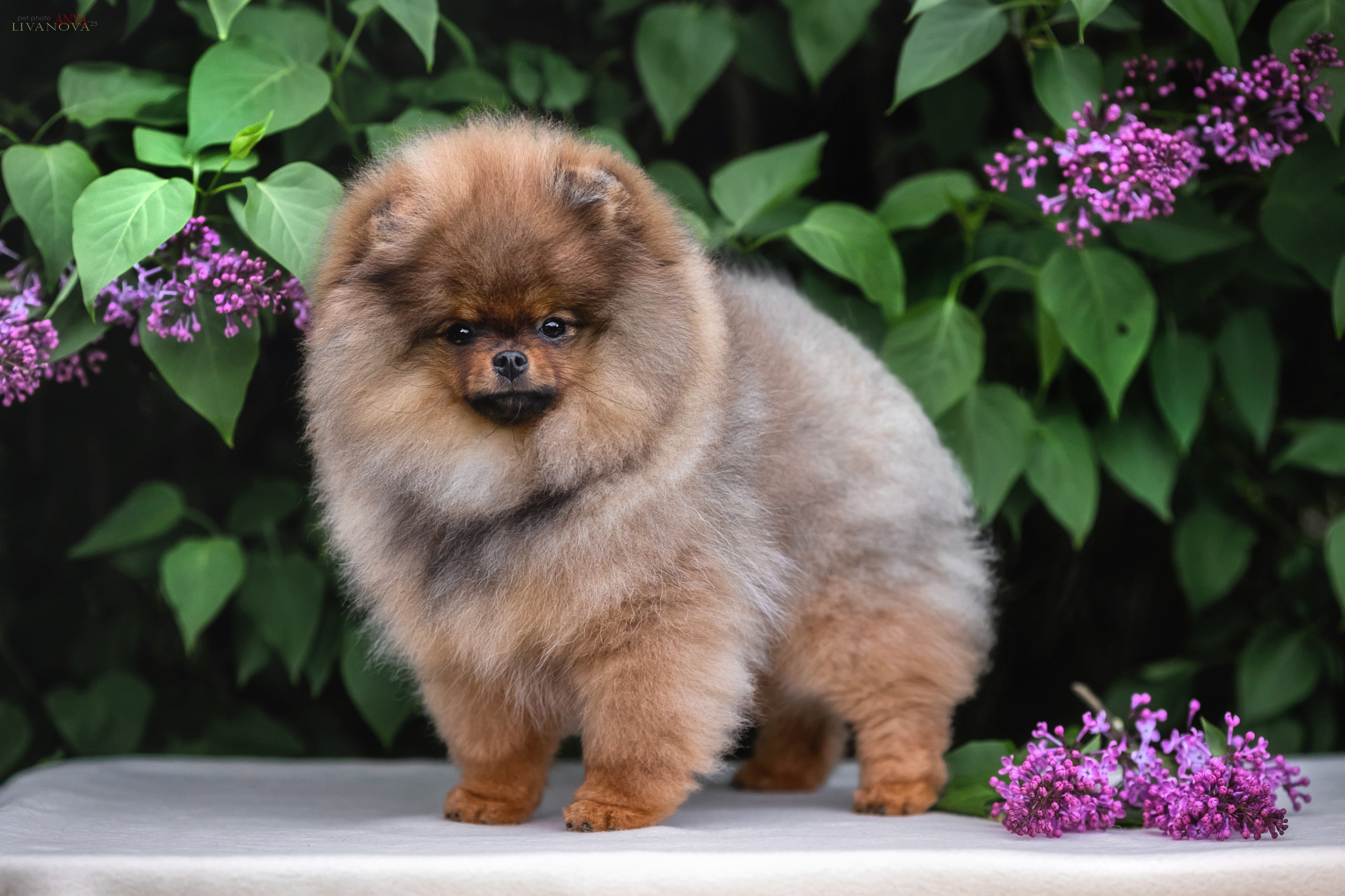 Шпицы. Фотограф анималист Аня Ливанова | Рыбинск