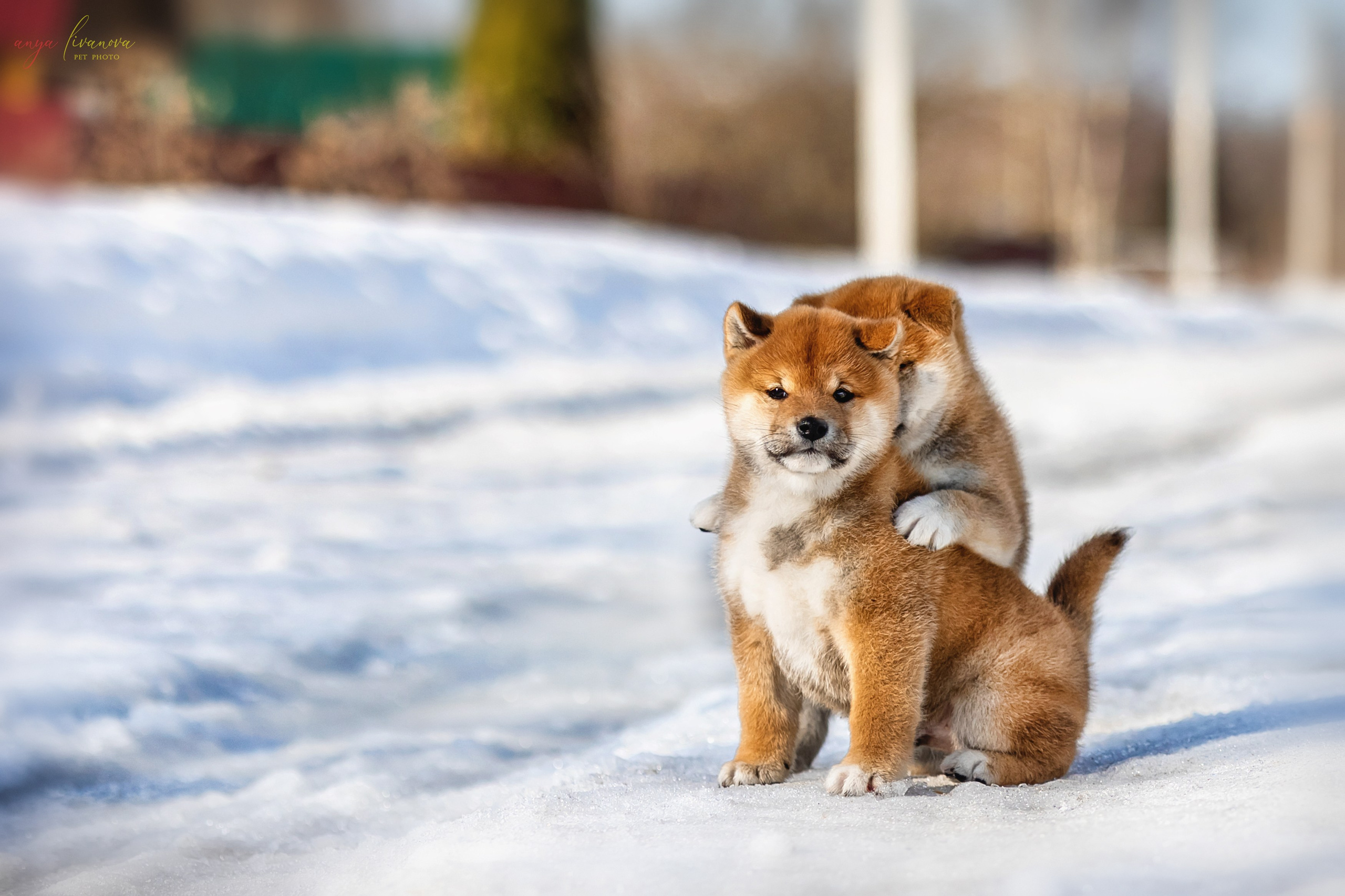 Сибы. Фотограф анималист Аня Ливанова | Рыбинск
