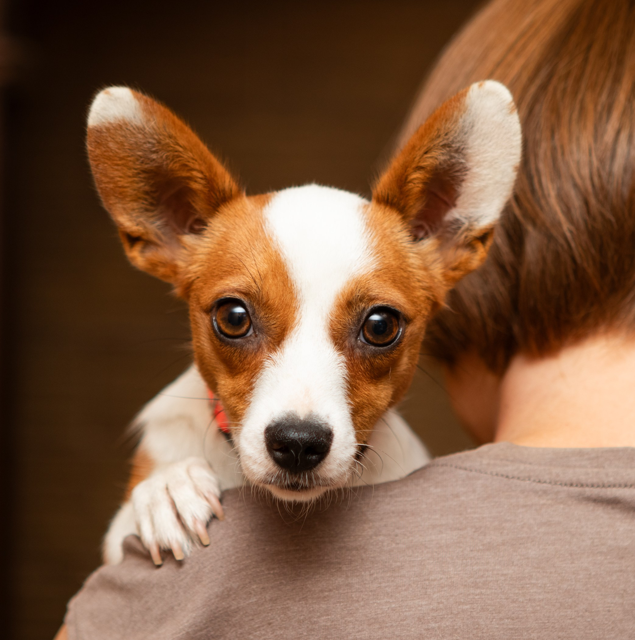 Собаки. Фотограф-анималист Полина Колкова | Москва