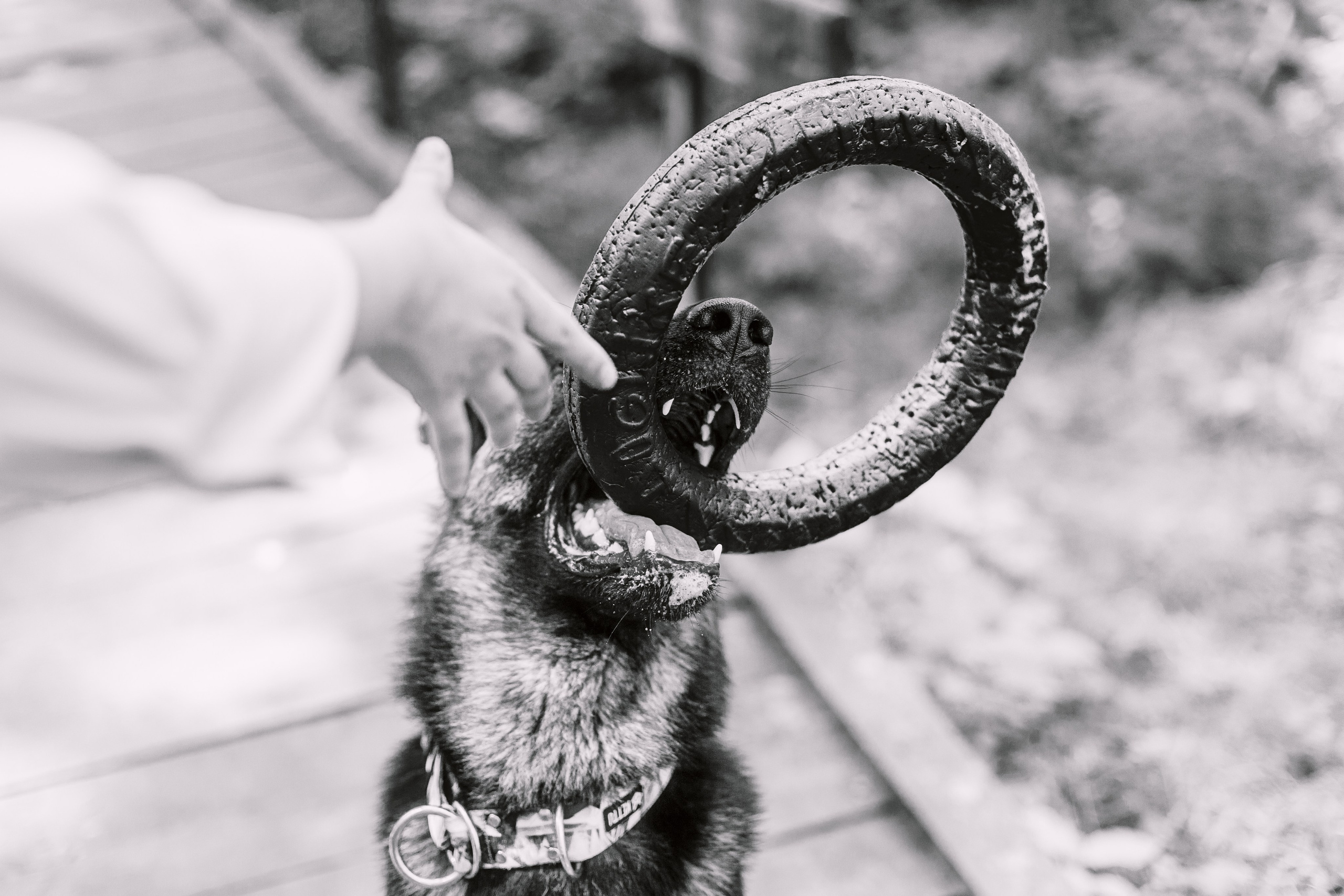 Лесная летняя фотопрогулка. Фотограф-анималист Татьяна Степанова