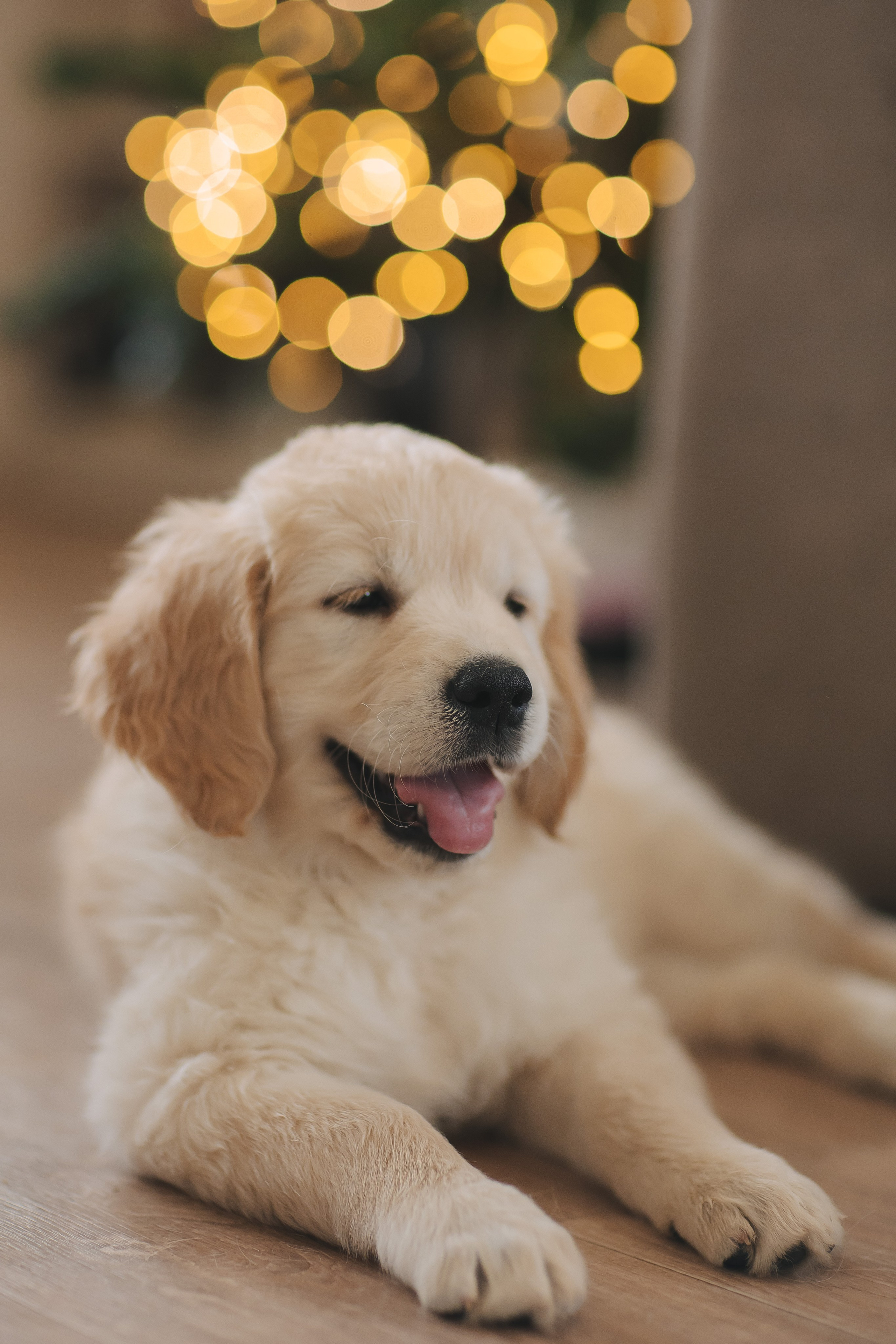 Снежик и Веста, НГ. Свадебный и женский фотограф