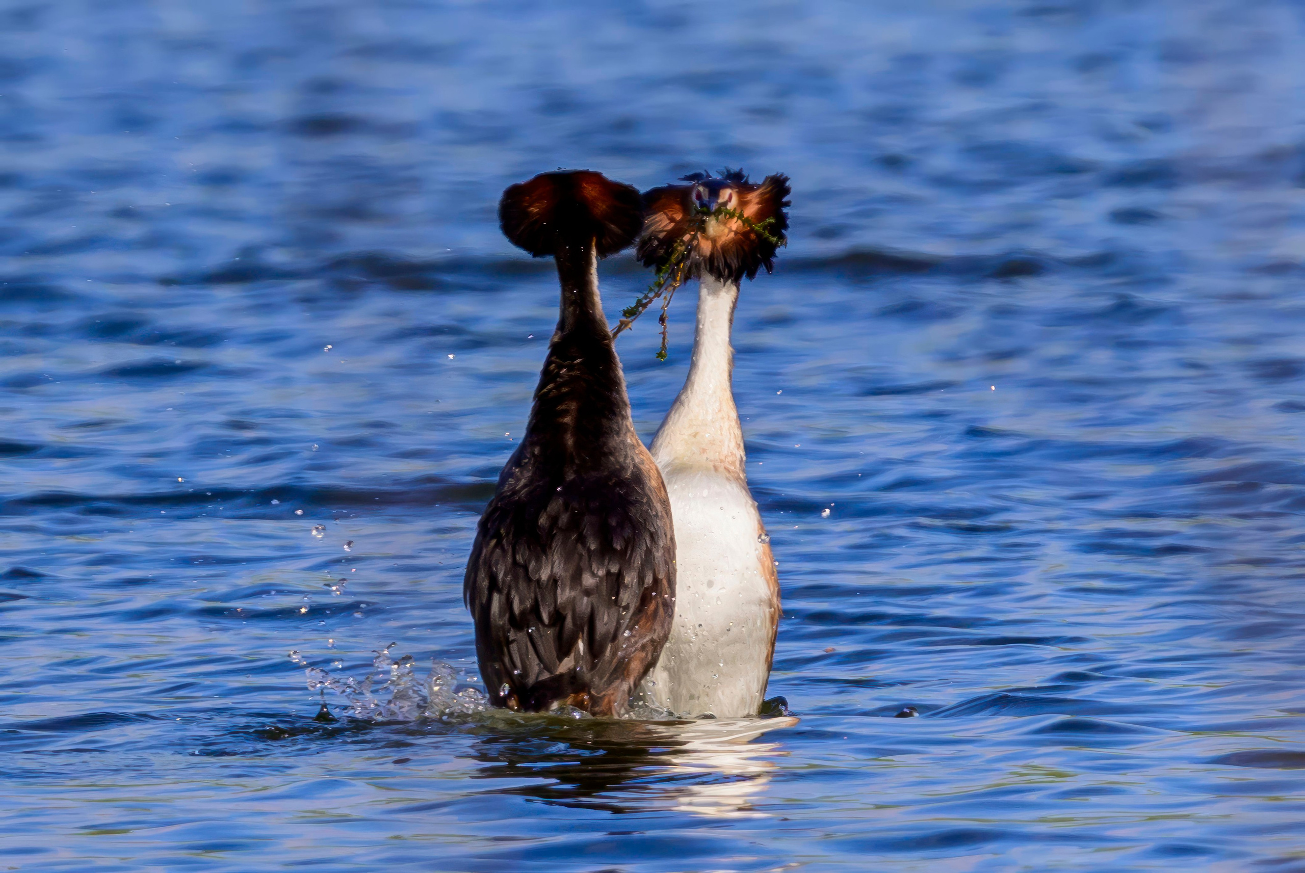 На прудах. Wildlife photography by Sergey Puponin