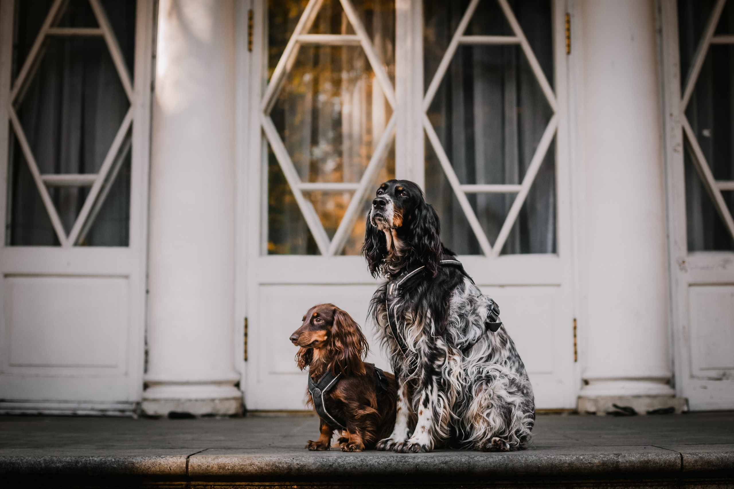 Света, Хайди, Богдана. Фотограф-анималист Татьяна Степанова