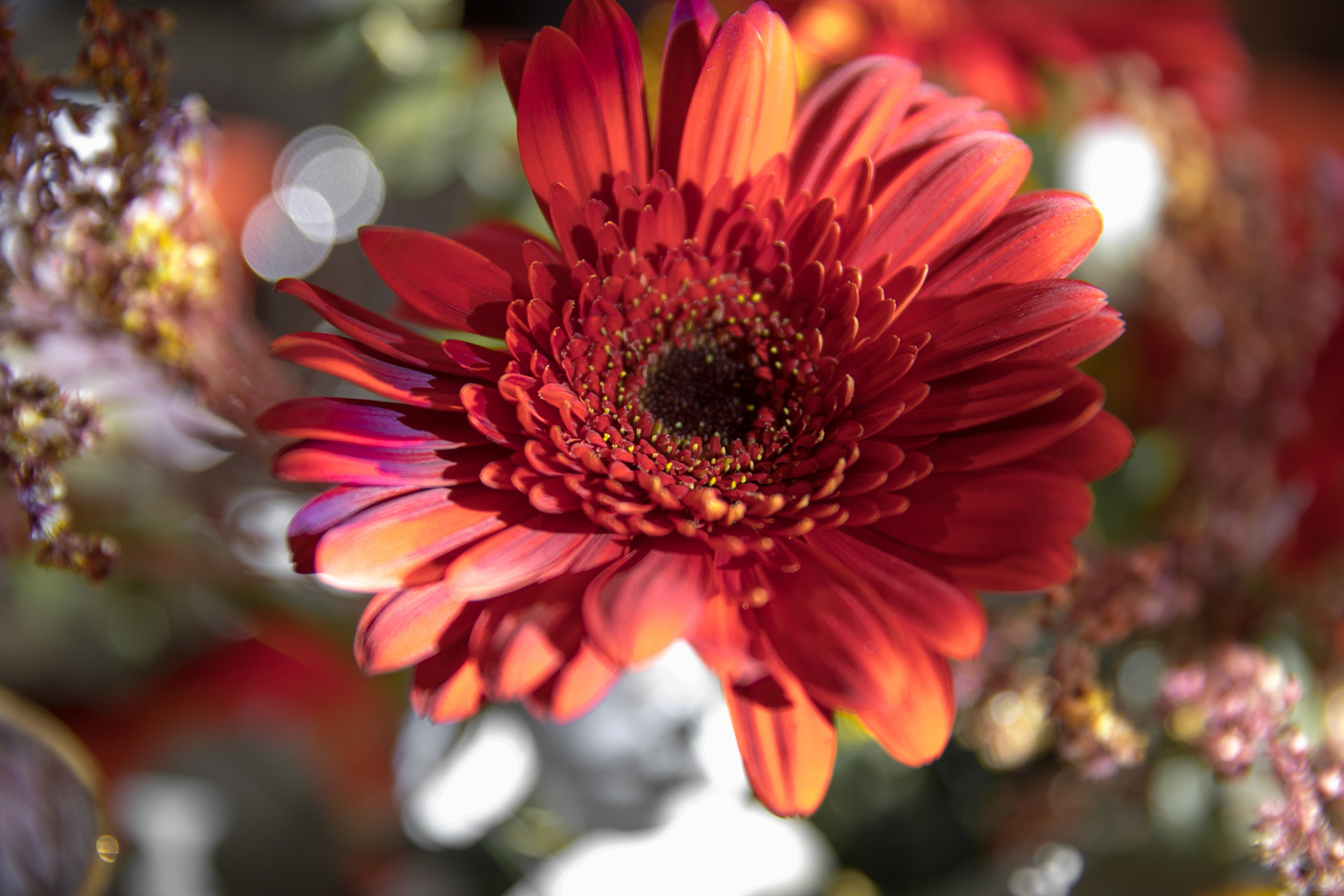 Камерная свадьба. Фотограф Матвеева Татьяна