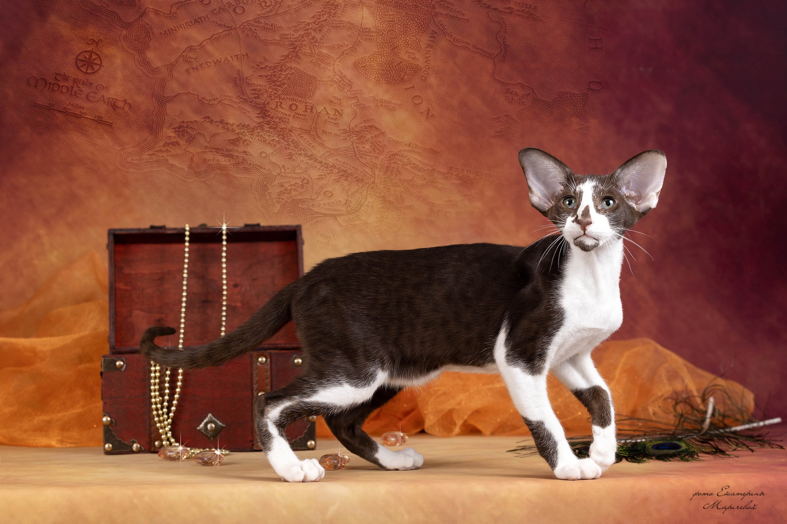 Галерея котят. Фотограф-анималист в Омске Екатерина Маричева