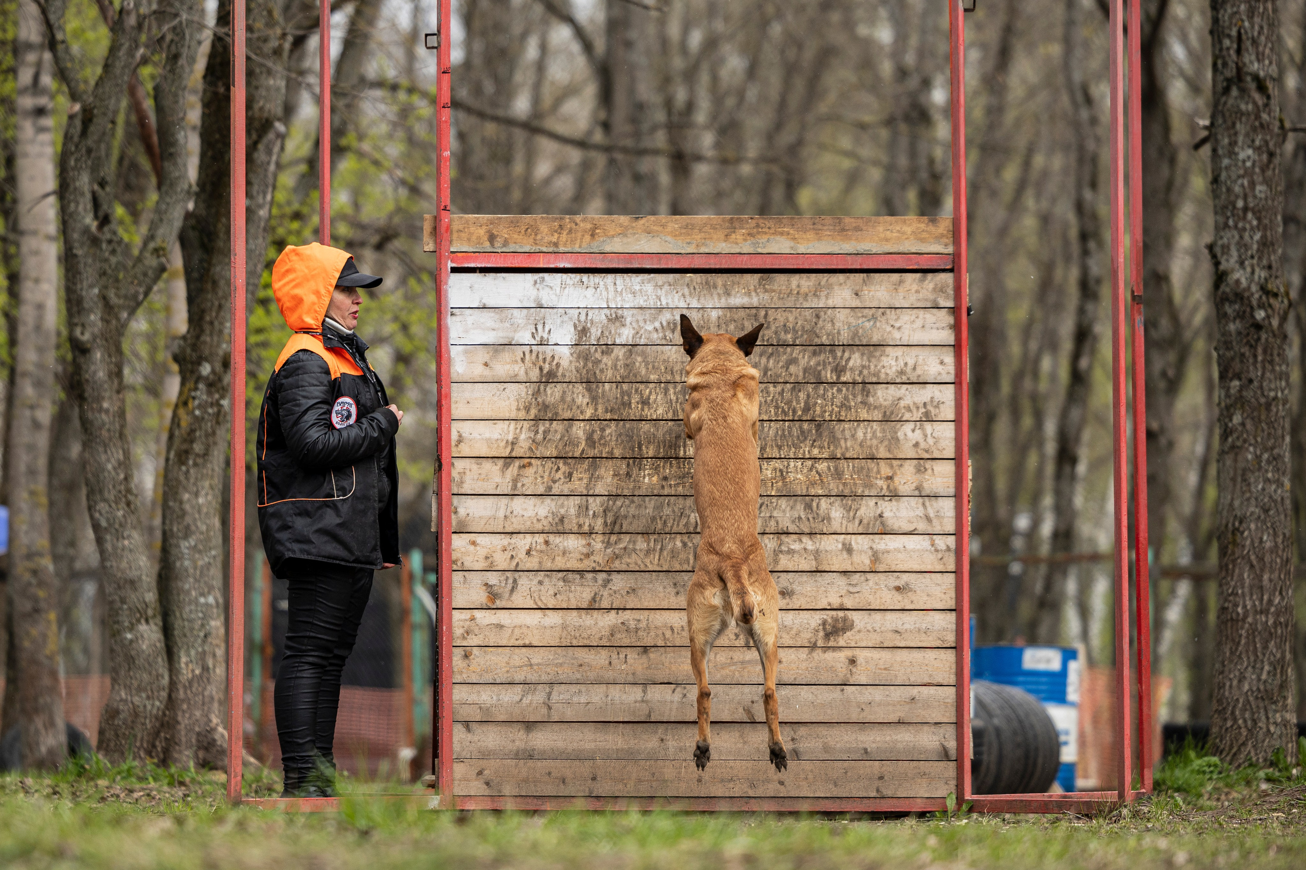 Квалификационные состязания по мондьорингу г. Вологда 11.05.24. Фотограф-анималист Анна Маринич