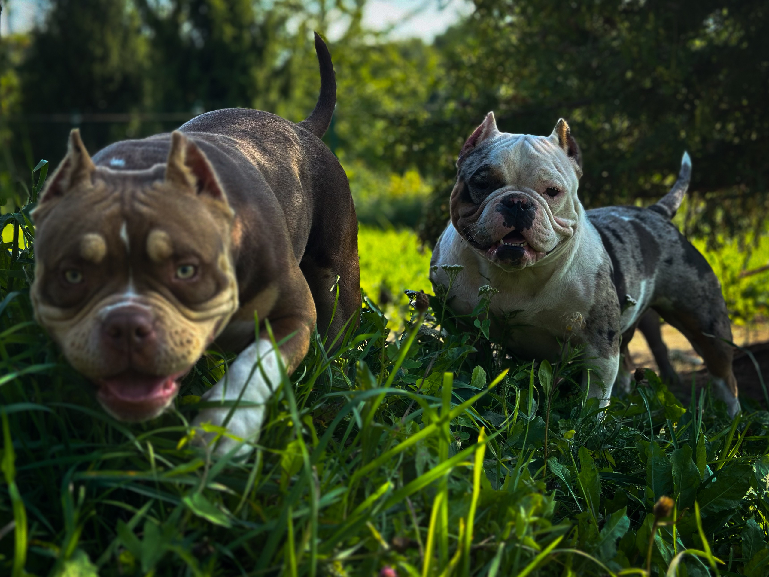 Ultimate Bully Tinky-Winky. Питомник американских булли Bounty Pride Bully