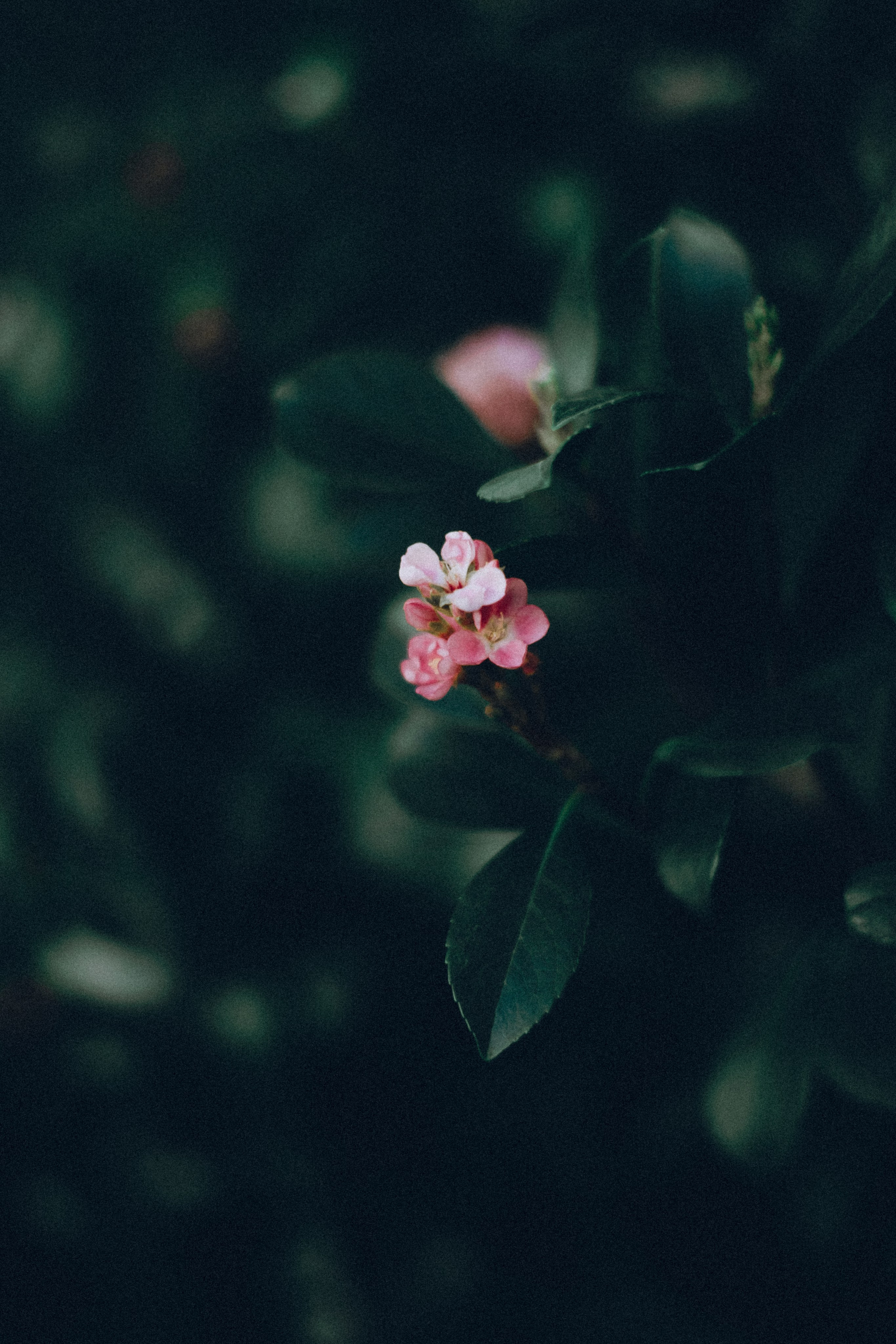 Botanical. Портретный и свадебный фотограф в Москве и Санкт-Петербурге. Учитель фотографии онлайн и оффлайн