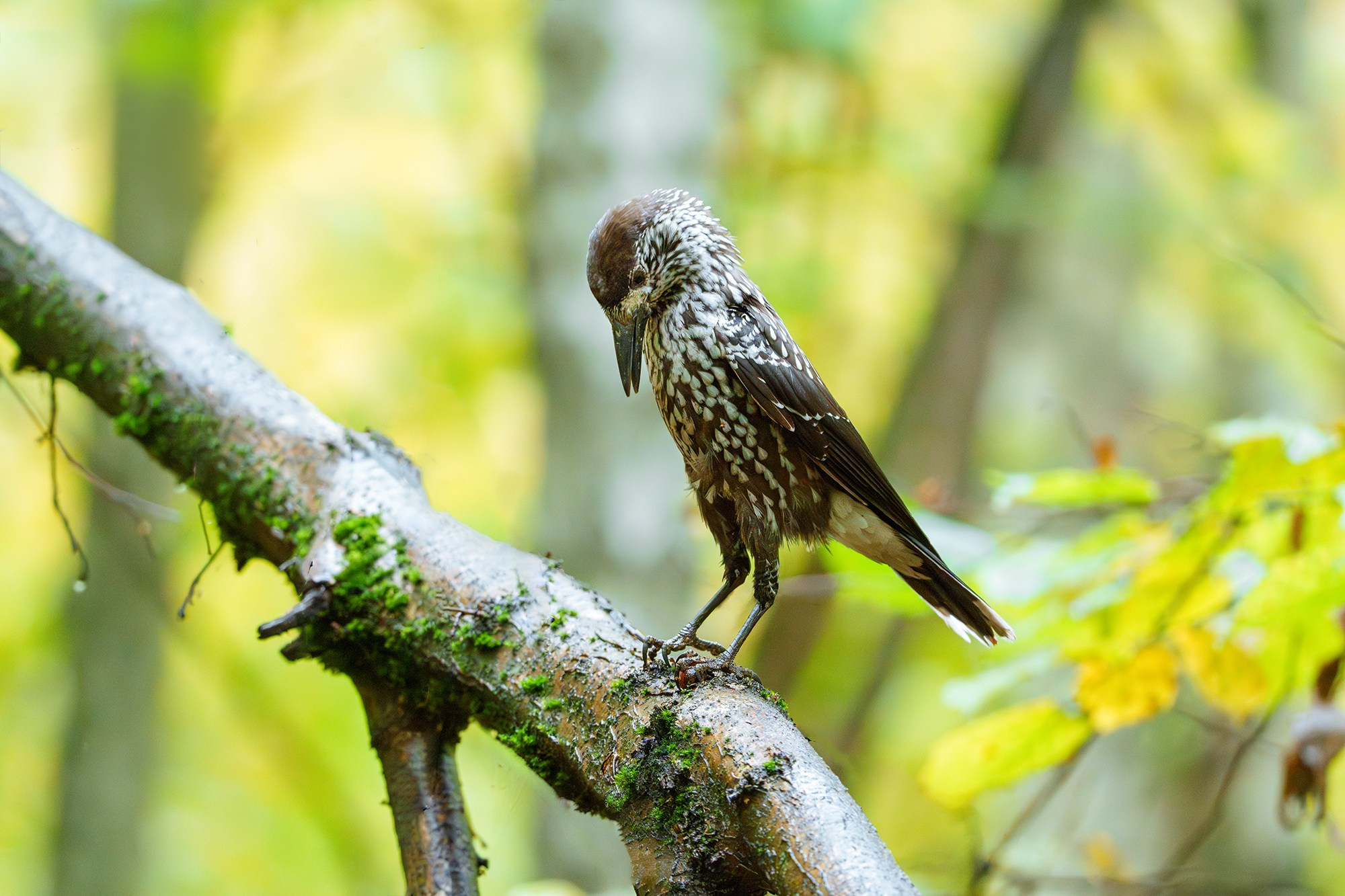 Удивительные мир птиц. Вокруг нас столько прекрасного — присмотритесь!. Ваш личный фотограф Марина Волкова