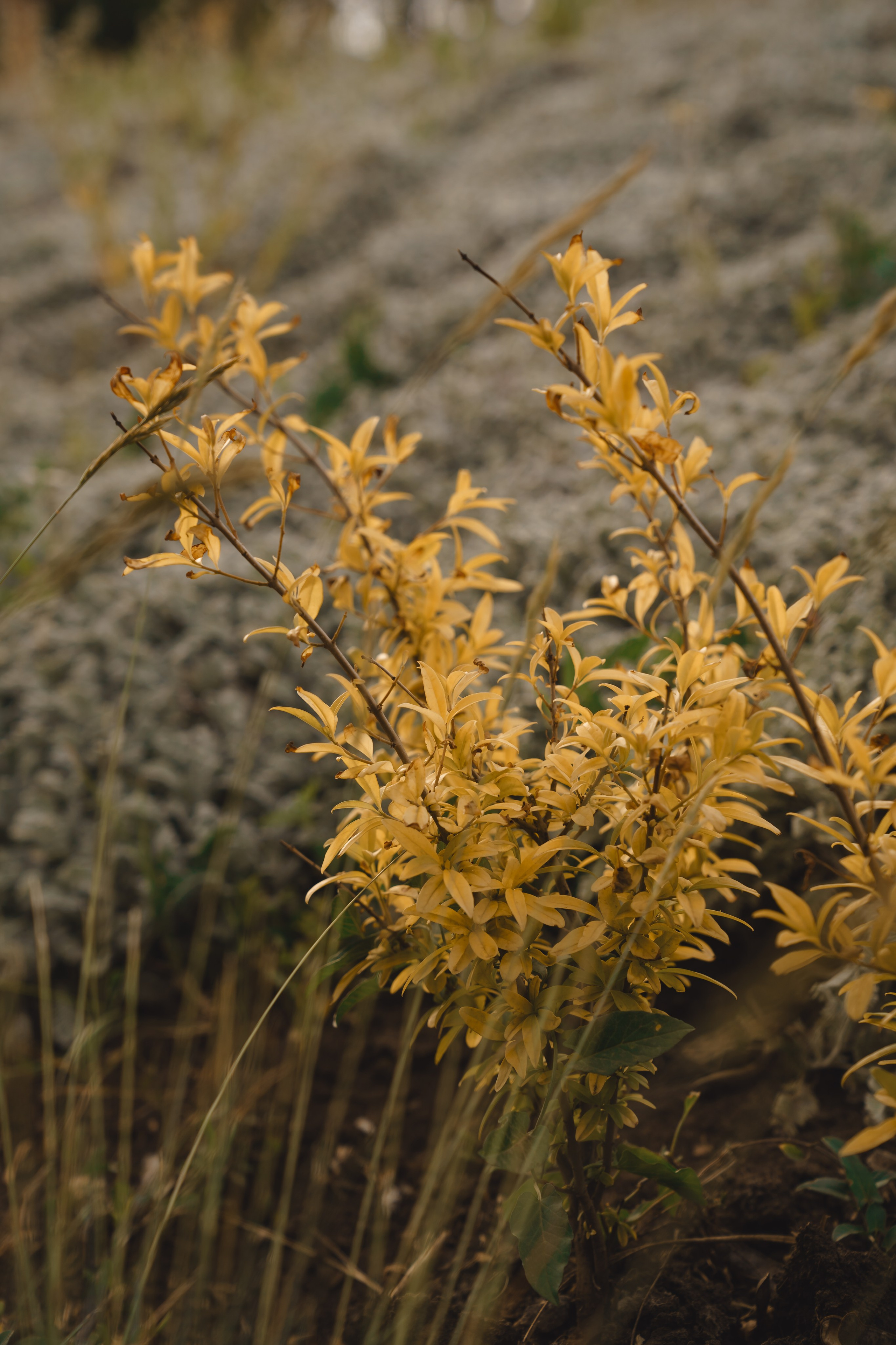 Алиса и Фантом. Свадебный и репортажный фотограф Ростов-на-Дону Алексей Гуль