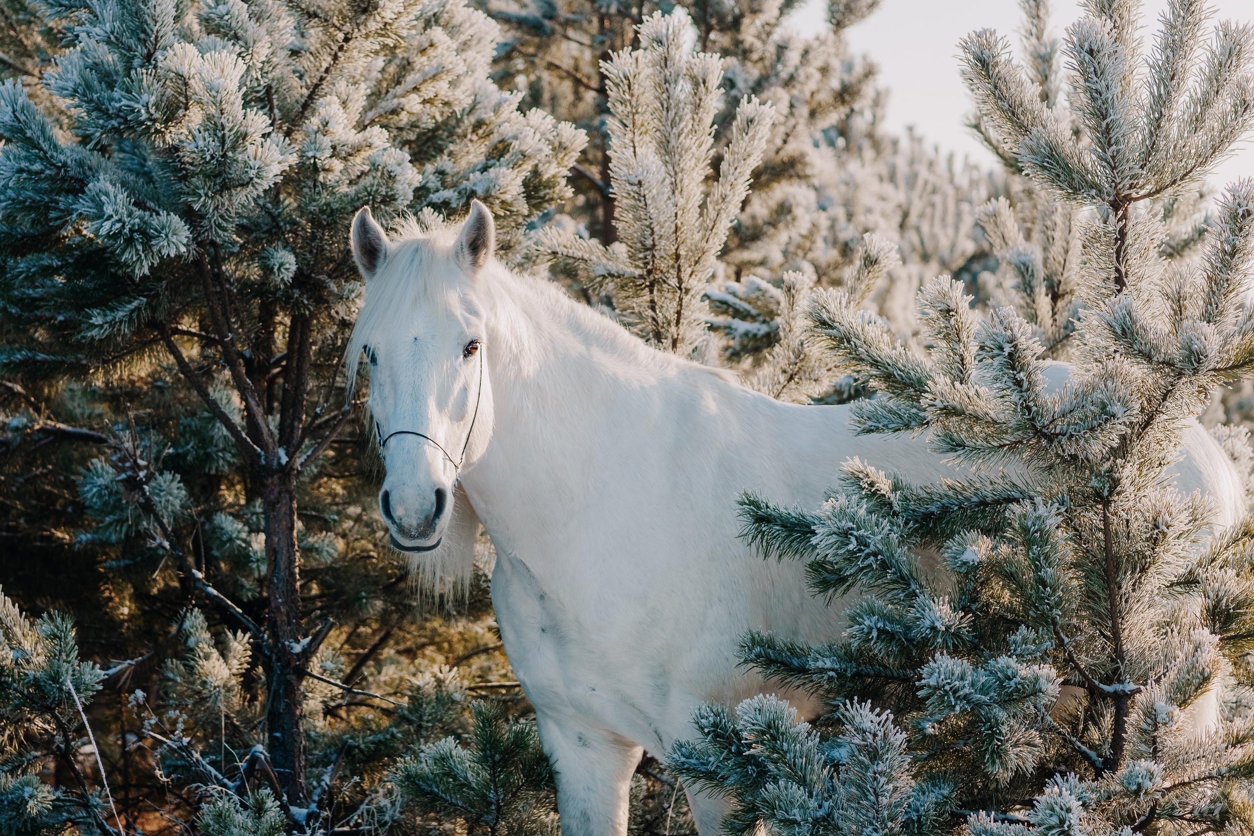 Life with horse. Saamill