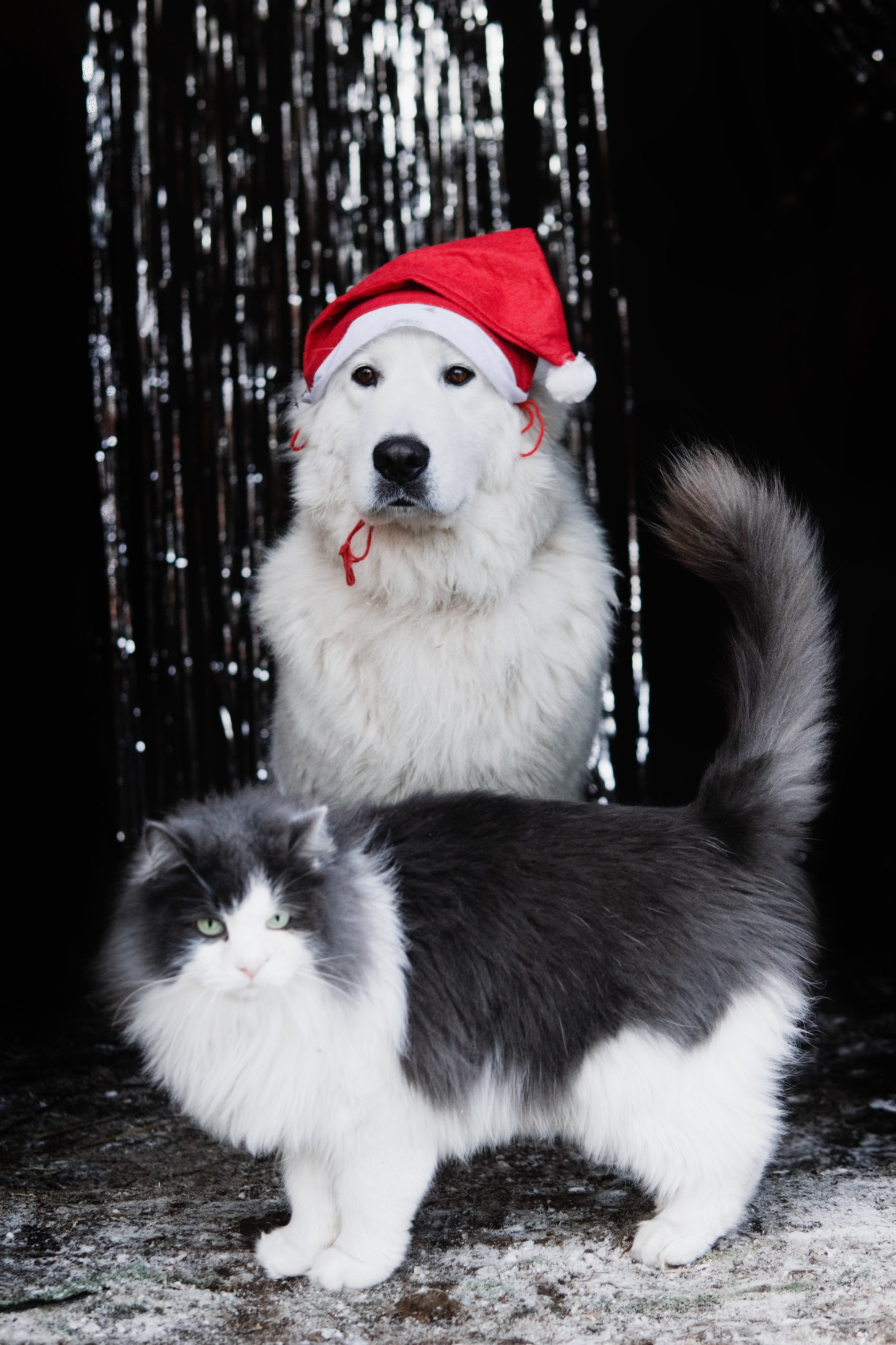 Life with dog. Saamill