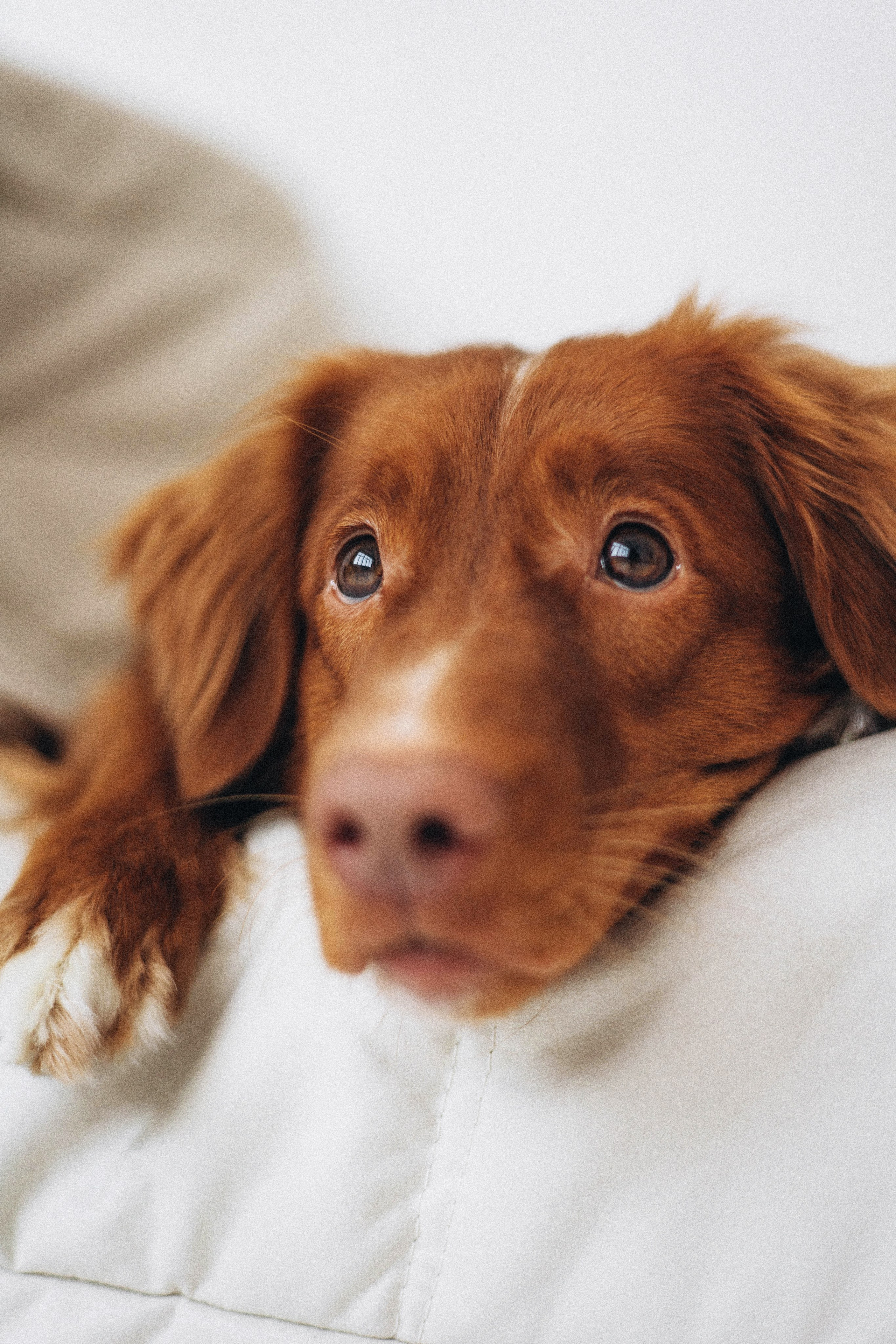 Аня и Лея. Фотограф-анималист Богданова Полина