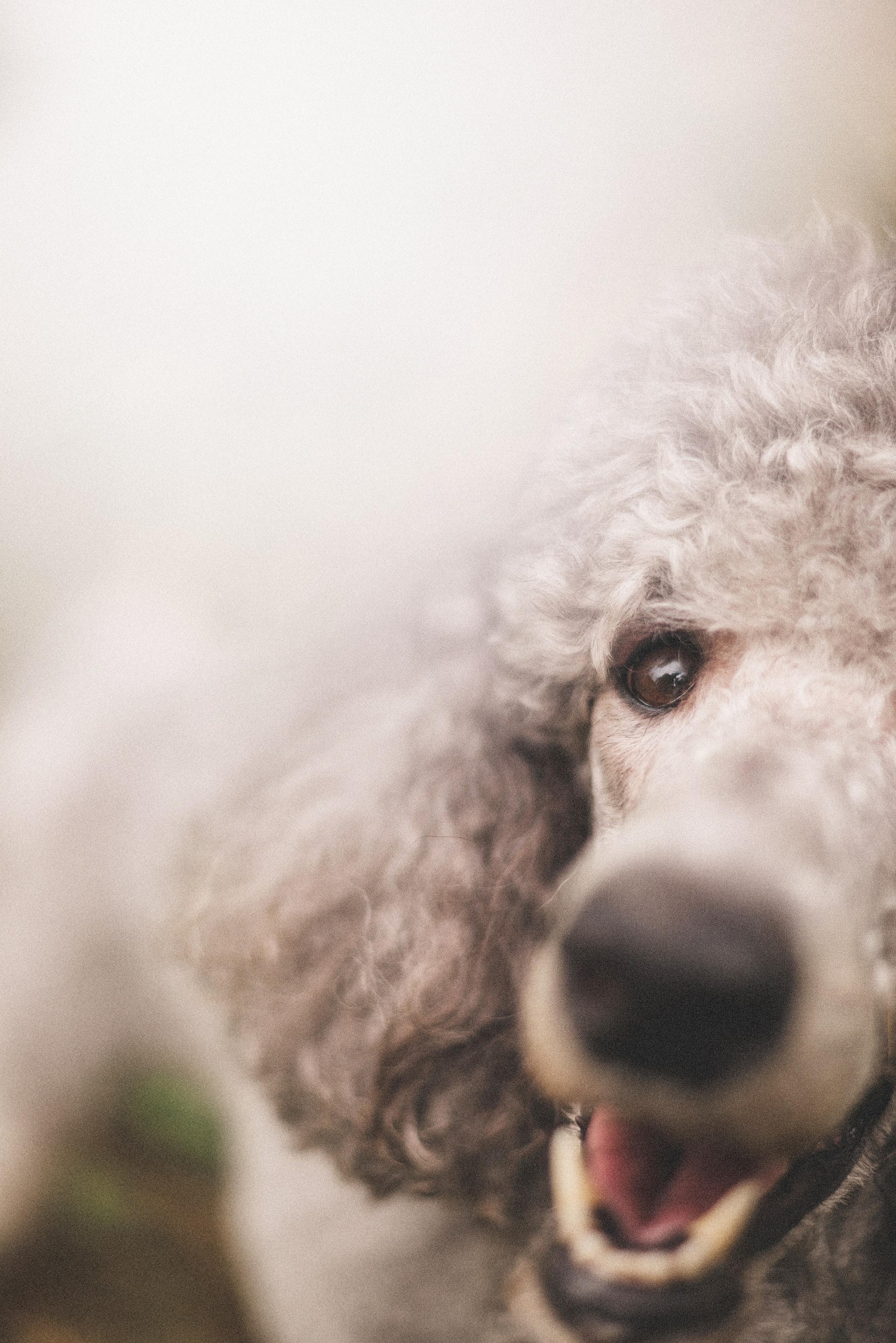 Алёна и Смоки. Фотограф-анималист Богданова Полина