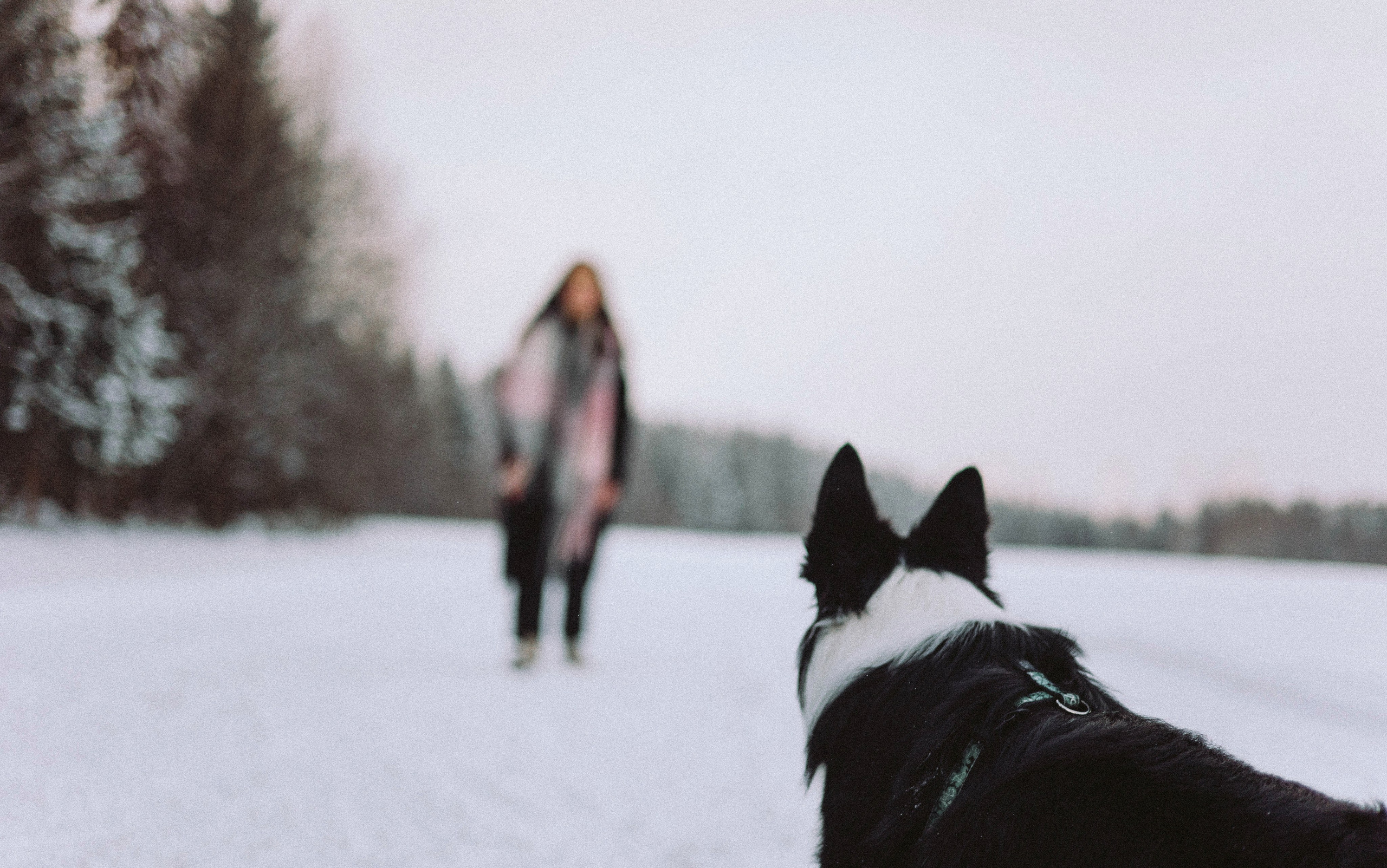 Алина и Найт. Фотограф-анималист Богданова Полина