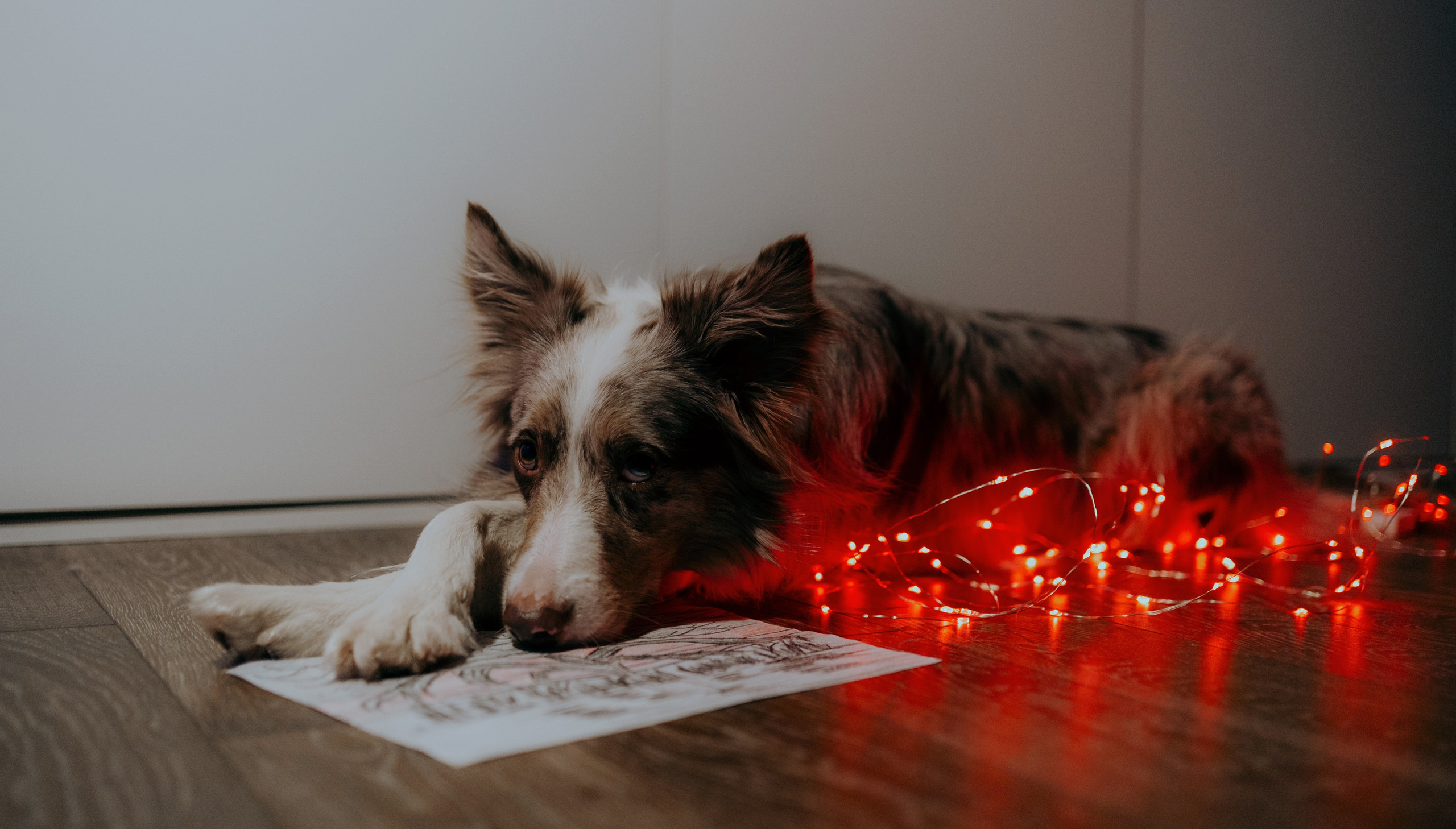 Аня и Дэймон. Фотограф-анималист Богданова Полина