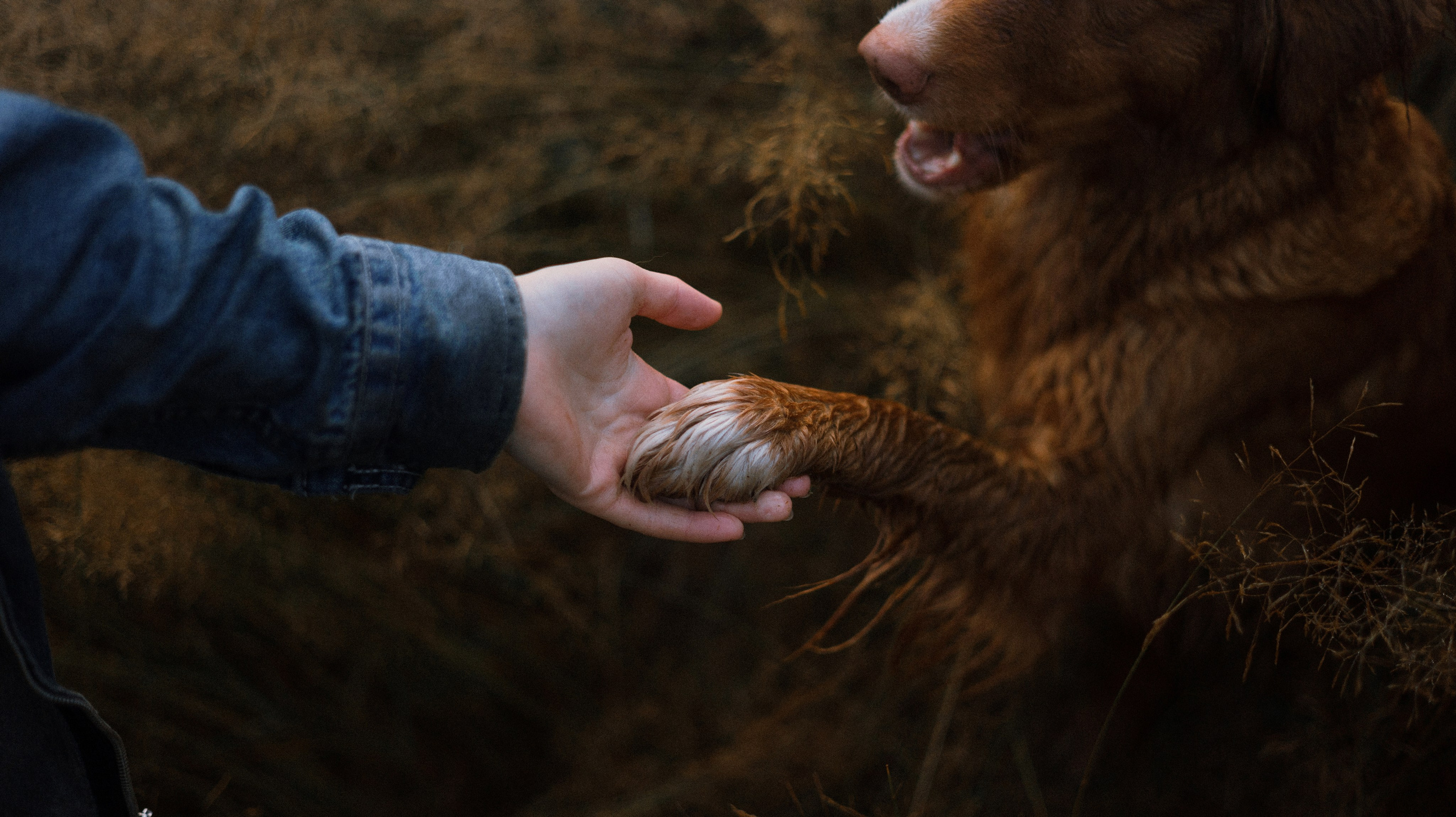 Ксюша и Мэди. Фотограф-анималист Богданова Полина