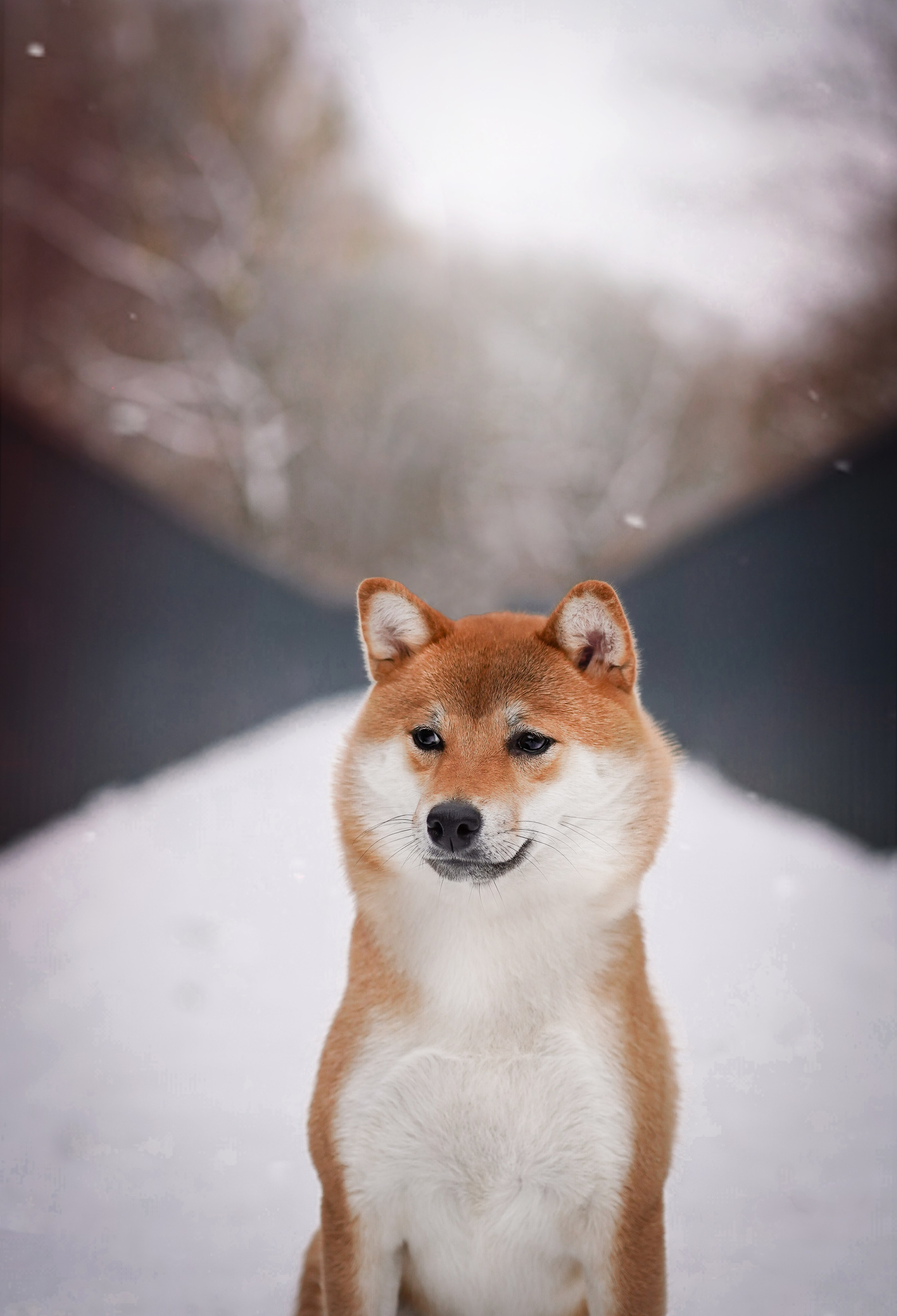 Алина и Юми. Фотограф-анималист в Санкт-Петербурге Яна Мартынова